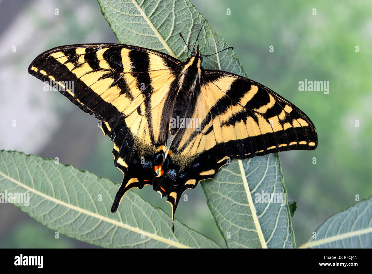 Tiger swallowtail butterfly Papilionidae mit Flügel, auf einer Weide Blatt - Ansicht von oben Stockfoto