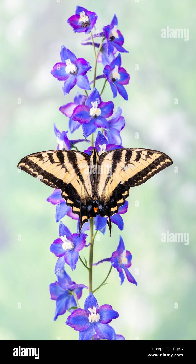 Tiger swallowtail butterfly Papilionidae auf blauer Rittersporn Blume mit Flügel Stockfoto