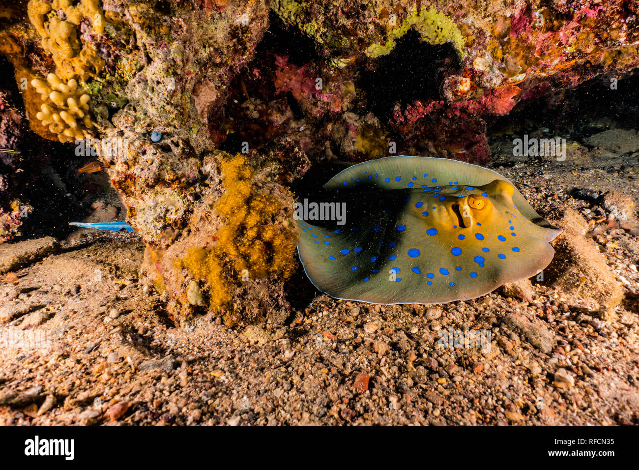 Blue Spotted Stingray auf dem Meeresboden im Roten Meer Stockfoto