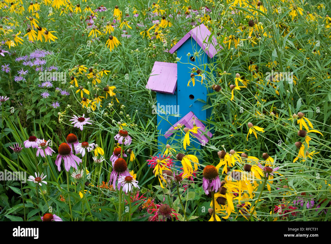 63821-207.04 Vogelhaus im Garten mit Lila Coneflowers (Echinacea purpurea), graue Coneflowers (Ratibida pinnata), Rosa Biene Balsam (Monarda fis Stockfoto