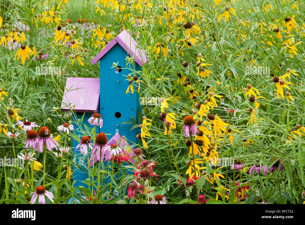 63821-207.01 Vogelhaus im Garten mit Lila Coneflowers (Echinacea purpurea), graue Coneflowers (Ratibida pinnata) und rote Biene Balsam (Monarda d Stockfoto
