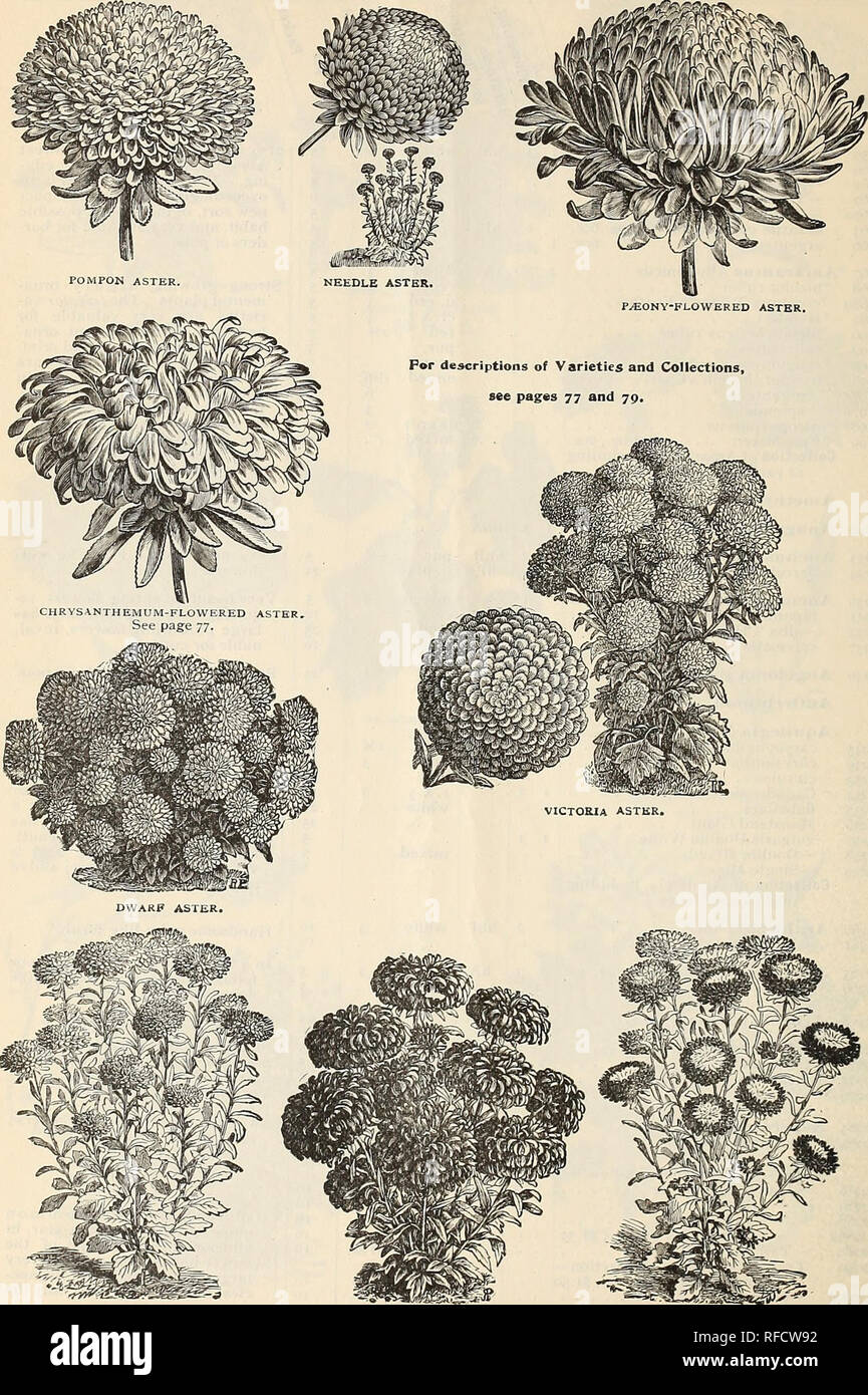 . Jährliche Katalog [der] hochwertige Samen. Baumschulen New York State Kataloge; Baumschulen Gartenbau New York State Kataloge; Baum-sämlingen Preise; Samen Preise; Gemüse Samen Preise; Lampen; Blumen Samen Pflanzen Kataloge Kataloge; Baumschule Aktienkurse New York State New York; Baumschulen; Gärtnereien (Gartenbau); Blumen; Glühlampen (Pflanzen); Gemüse; Bäume. 78 J. M. Thorburn &Amp; Co., 15 John Street, New York. IMBRICATED POMPON ASTER. COMET ASTER. Krone ASTER.. Bitte beachten Sie, dass diese Bilder sind von der gescannten Seite Bilder, die digital für die Lesbarkeit erhöht worden sein können extrahiert-c Stockfoto