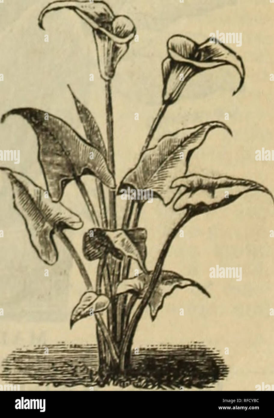 . Drumm Saatgut und floralen Firma [Katalog]. Baumschulen Texas Fort Worth Kataloge; Gemüse Samen Kataloge Kataloge; Blumen; Pflanzen, Zierpflanzen, Stauden Kataloge Kataloge; Obst Kataloge. Die Stiele dieser sehr elegante Pflanze sind getuftet, slen und würdevoll gewölbt. Aus den oberen Teilen der Niederlassungen, die feiner als die Wedel der meisten deli - cate Farn, in alle Richtungen ausbreiten. Die gesamte Anlage ist von einem hellen, freundlichen Grün. Es ist eines der Eindeutigsten und effektive dekorativen Pflanzen für den Herd oder warmen Conserva-tory. 50 c, $ 1 bis $ 2,50. ACHYRANTHES. Eine schöne Stockfoto