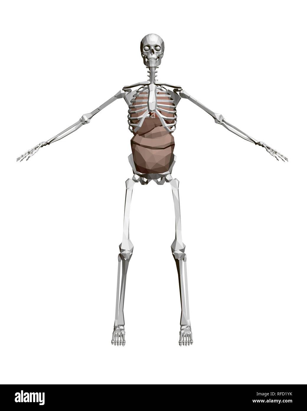Menschliches Skelett mit Organen. 3D-Polygonalen menschliches Skelett mit der inneren Organe: Herz, Leber, Lungen, Nieren. Vorderansicht. Vector Illustration. Stock Vektor