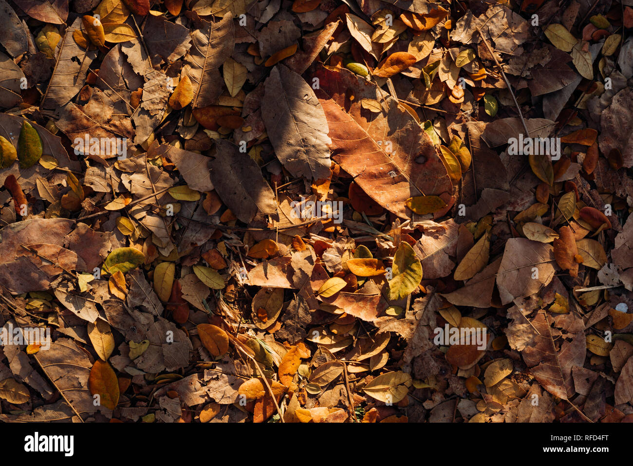 Sonnenlicht und Schatten auf trockene Blätter Stockfoto