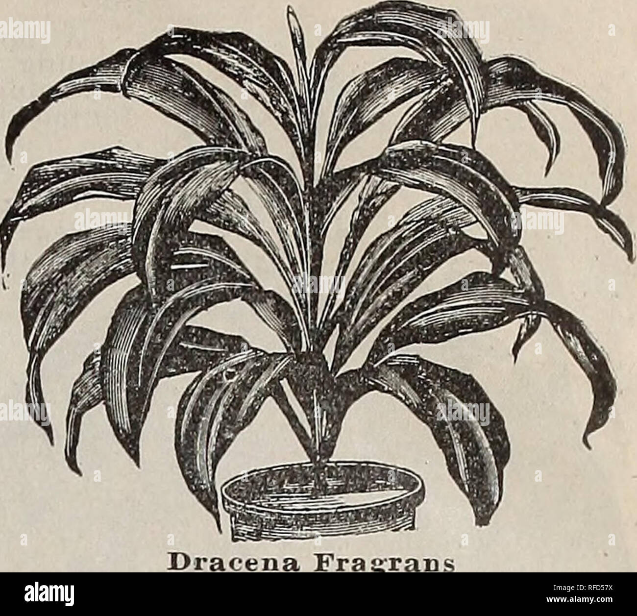 . Feder Katalog: 1902. Baumschulen Missouri Saint Louis Kataloge; Baumschulen (Gartenbau) Missouri Saint Louis Kataloge, Leuchtmittel (Pflanzen) Kataloge Kataloge; Blumen; Gemüse Samen Kataloge; Pflanzen, Zierpflanzen, Obst Kataloge Kataloge. ew der Hecke pflanzen. Dracena DRACENA Fragran FRAGRANS Zierpflanze, mit breiten, anmutig, hängende Blätter der tiefgrüne Farbe, schnelle Anbauer und einfache Kultur, nicht von der trockenen Atmosphäre eines Hauses, so leicht wie die meisten anderen dekorativen Pflanzen betroffen. Pflanzen von 4 - ln. Töpfe, 7-ins. hoch,' £ 0 c Jeder; von 5 - ln. Töpfe, 14 - Lns. hoch, $ 1,00; fiom 6 - ln p Stockfoto