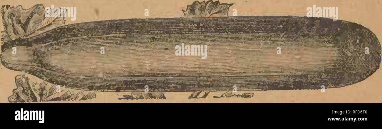 . Mills' Garten jährliche: 1895. Baumschulen (Gartenbau) New York (State) Kataloge; Gemüse; Blumen Samen Samen Kataloge Kataloge. White Pearl - - ich diese neue Gurke für mehrere Jahre entwickelt, und ich bin sicher, dass alle, die in der feinen Gurken interessiert sind zufrieden sein werden. In der Gewohnheit des Wachstums ist es völlig eindeutig ist, Einstellung Gurken sehr um den Schaft schließen und Reifen früh, dann danach die Reben weiter laufen und frei durch die Saison tragen. Der Abbildung nach der Natur gezeichnet ist eine gute Idee, wie sie wachsen. Gurken lag sehr dicht zusammen und sind remarkabl Stockfoto