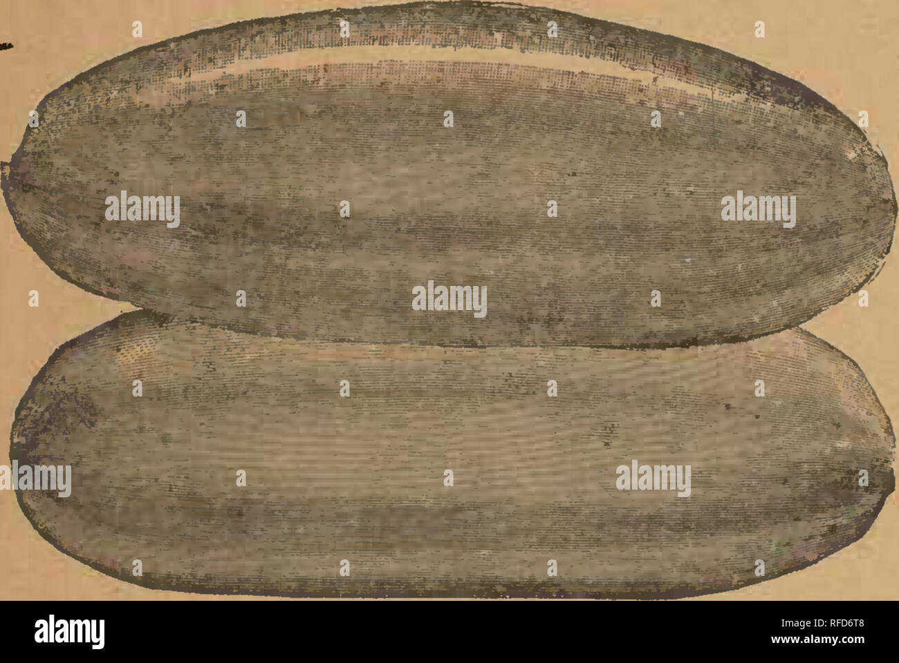 . Mills' Garten jährliche: 1895. Baumschulen (Gartenbau) New York (State) Kataloge; Gemüse; Blumen Samen Samen Kataloge Kataloge. WHITE PEARL GURKE.. White Pearl - - ich diese neue Gurke für mehrere Jahre entwickelt, und ich bin sicher, dass alle, die in der feinen Gurken interessiert sind zufrieden sein werden. In der Gewohnheit des Wachstums ist es völlig eindeutig ist, Einstellung Gurken sehr um den Schaft schließen und Reifen früh, dann danach die Reben weiter laufen und frei durch die Saison tragen. Der Abbildung nach der Natur gezeichnet ist eine gute Idee, wie sie wachsen. Gurken legen sehr dick toge Stockfoto