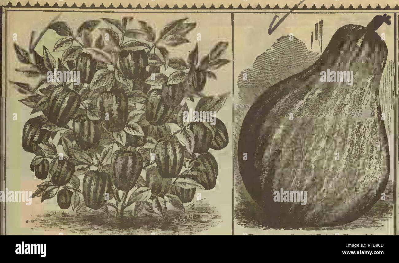 . Rechts Shumway: Garten. Baumschulen Illinois Rockford Kataloge; Blumen; Gemüse Samen Samen Kataloge Kataloge. . Bitte beachten Sie, dass diese Bilder sind von der gescannten Seite Bilder, die digital für die Lesbarkeit verbessert haben mögen - Färbung und Aussehen dieser Abbildungen können nicht perfekt dem Original ähneln. extrahiert. R. H. Shumway Seedsman (Hart). Stockfoto