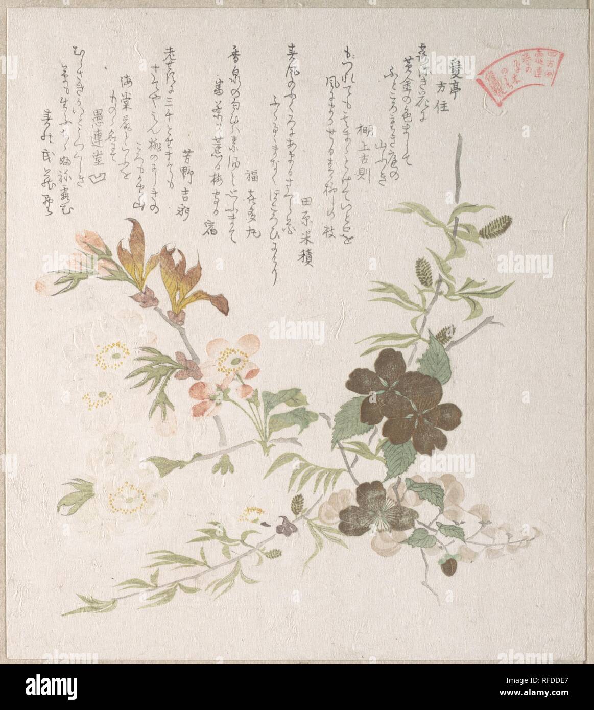 Kirschblüten und Yamabuki Blumen. Artist: Kubo Shunman (Japanisch, 1757-1820). Kultur: Japan. Abmessungen: 8 3/16 x 7 5/16 in. (20,8 x 18,6 cm). Datum: 19. Museum: Metropolitan Museum of Art, New York, USA. Stockfoto