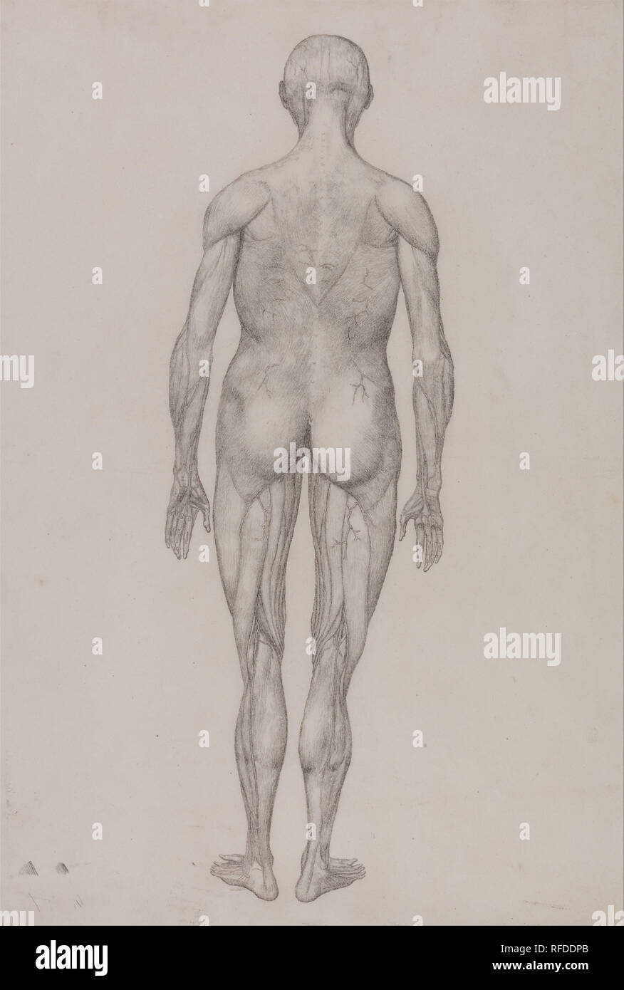 Eine vergleichende anatomische Darstellung der Struktur des menschlichen Körpers mit einem Tiger und einem gemeinsamen Geflügel: Menschliche Figur, Posterior (fast identisch mit der fertigen Zeichnung für Tabelle XII). Datum/Zeitraum: 1795 bis 1806. Zeichnung. Schwarze und rote Kreide; Verso: Graphit und schwarze Kreide, mit Beweis von Printmedien, vielleicht weichen Boden, entlang der unteren Kante auf Sahne, dünn, glatt, webten Papier. Höhe: 498 mm (19,60 in); Breite: 343 mm (13.50 in). Autor: George Stubbs. Stockfoto Eine vergleichende anatomische Darstellung der Struktur des menschlichen Körpers mit einem Tiger und einem gemeinsamen Geflügel: Menschliche Figur, Posterior (fast identisch mit der fertigen Zeichnung für Tabelle XII). Datum/Zeitraum: 1795 bis 1806. Zeichnung. Schwarze und rote Kreide; Verso: Graphit und schwarze Kreide, mit Beweis von Printmedien, vielleicht weichen Boden, entlang der unteren Kante auf Sahne, dünn, glatt, webten Papier. Höhe: 498 mm (19,60 in); Breite: 343 mm (13.50 in). Autor: George Stubbs. Stockfoto