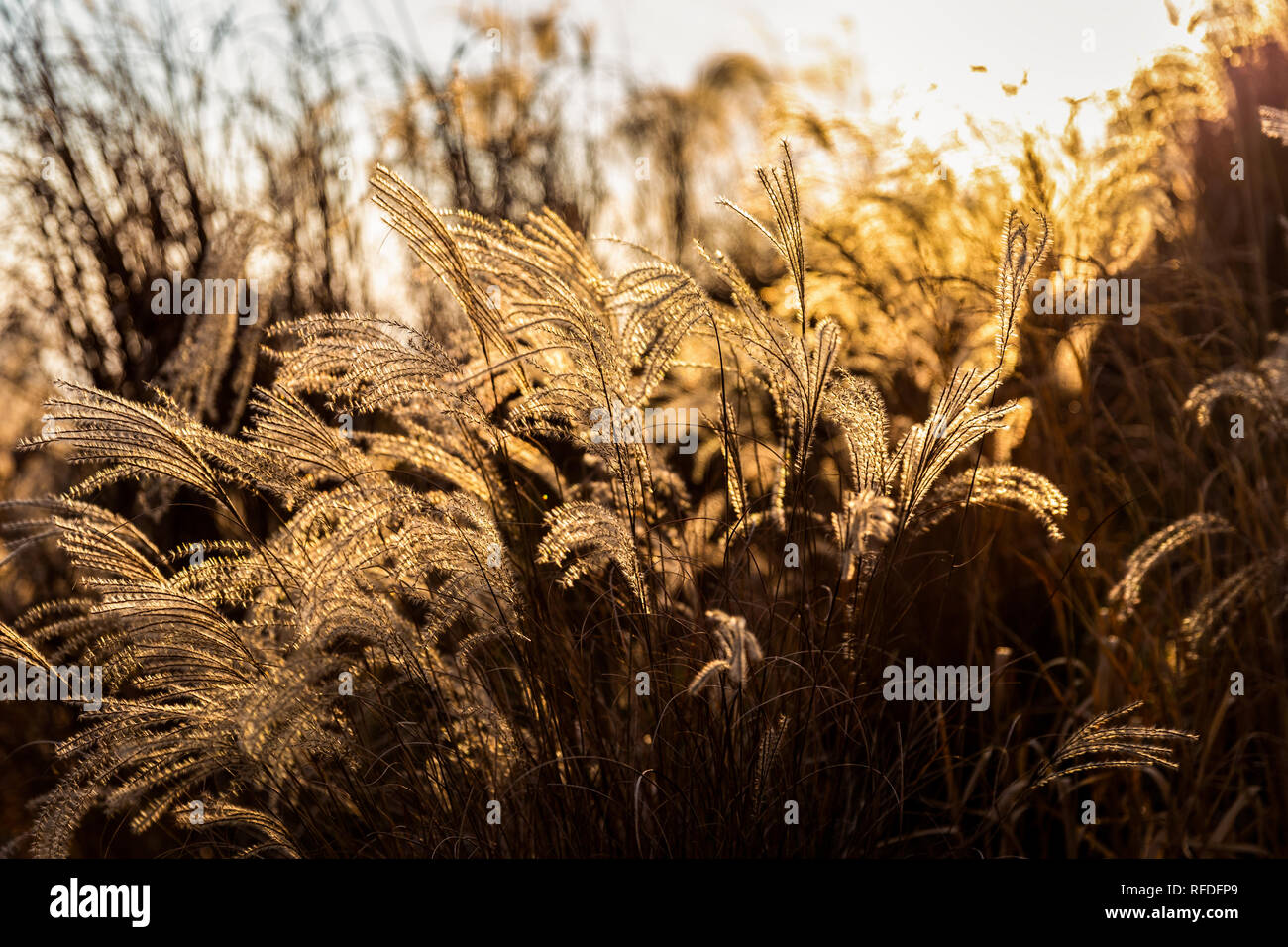 Blasen Blume Gras berühren Sonnenlicht auf windigen Tag bei Sonnenuntergang. Stockfoto