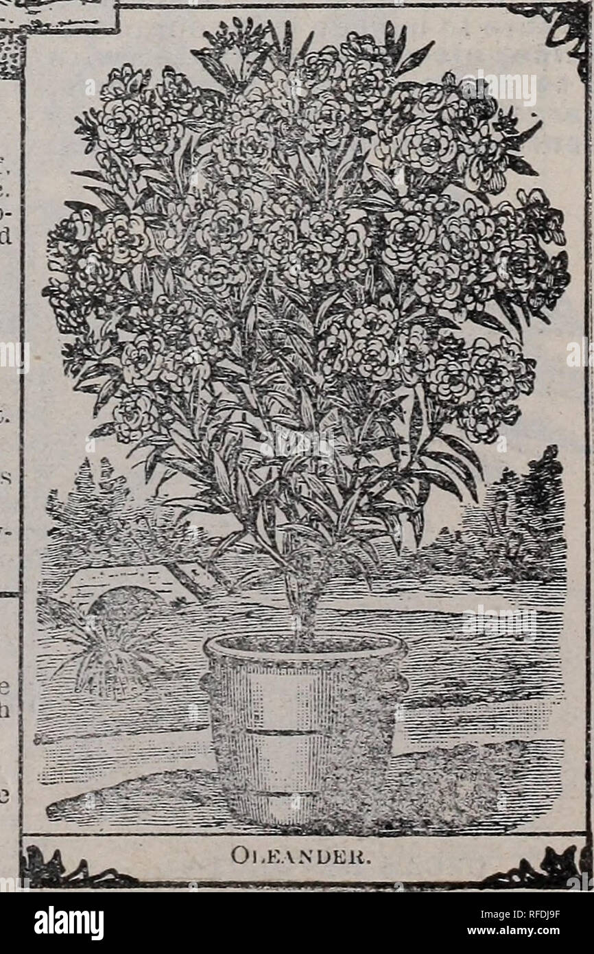 . Jährliche Samen und Pflanzen Katalog, 1902. Baumschulen (Gartenbau