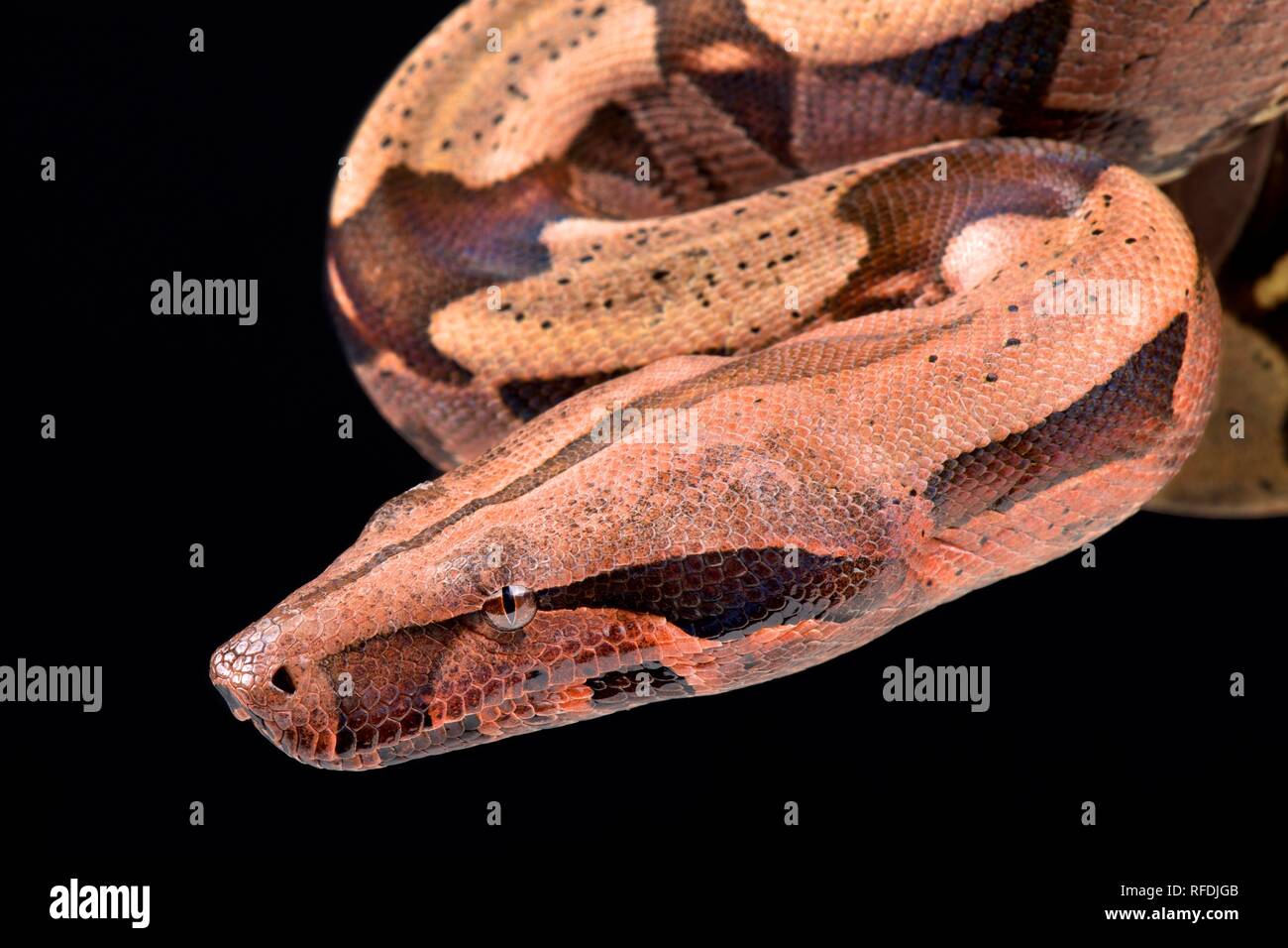 Boa constrictor (Boa constrictor constrictor) Stockfoto