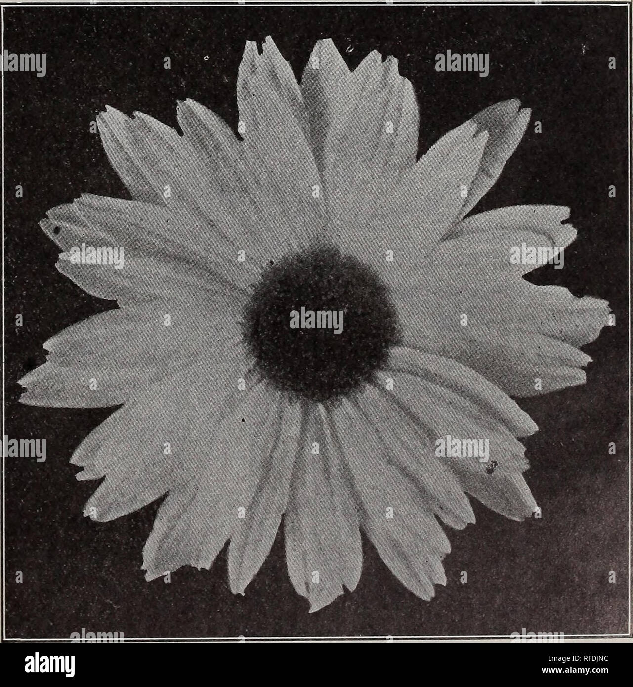 . Hochwertige pflanzliche und Blüten und Samen: Blumenzwiebeln, Pflanzen und Geräten. Baumschulen New York (State) New York Kataloge; Gemüse Samen Kataloge Kataloge; Lampen; Blumen (Pflanzen) Kataloge; Pflanzen, Zierpflanzen Kataloge; Gartengeräte und Zubehör Kataloge. Kaiserin Friedrich. Die neuesten Floral Wunder. Shasta Gänseblümchen. {Chrysanthemum Leucanthemum Hybridum.) "Shasta Gänseblümchen" kann angebaut werden - von - Türen von allen, wo es nicht kalt genug Eichen zu töten. Zweitens, sie sind mehrjährig, blühende jeder besser und reichlicher Saison. Sie sind insbesondere nicht zu Boden. 3. Stockfoto