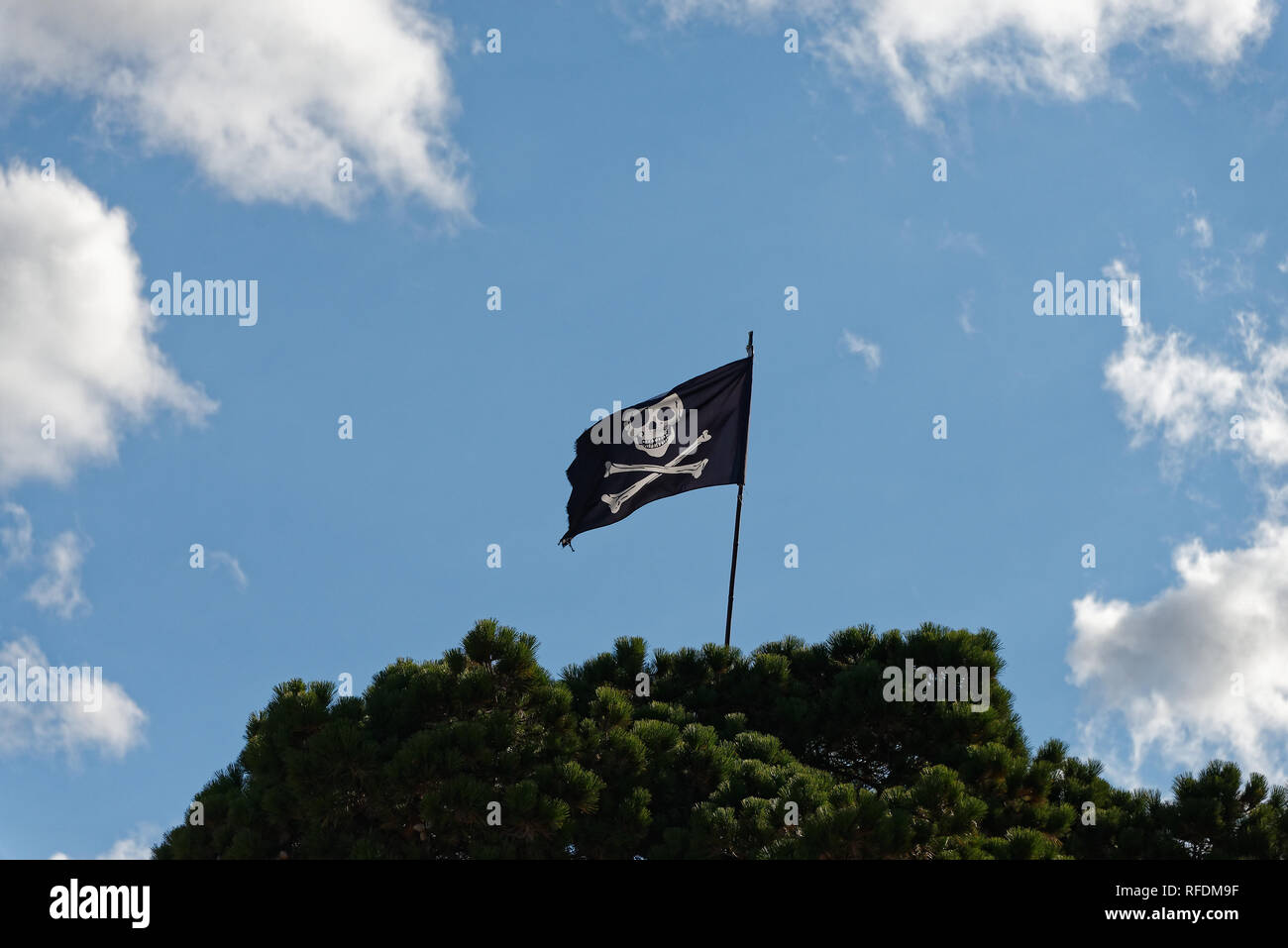 Die schwarzen und weißen, Jolly Roger, Schädel und Knochen Piratenflagge fliegt hoch von einer grünen Baum. Stockfoto