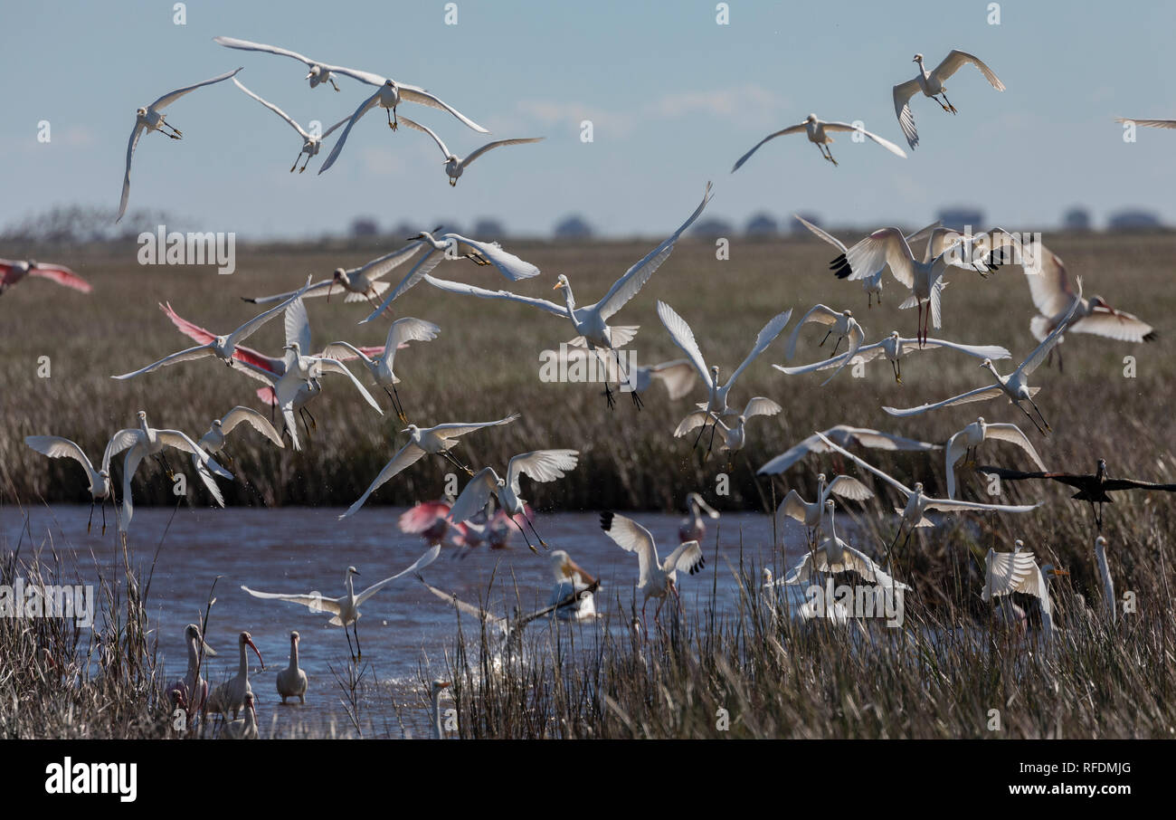 Gemischte Fütterung Schwarm Ibisse, Reiher und Roseate Löffler in den kommenden im Marsh zu landen, Brazoria National Wildlife Refuge, Texas. Stockfoto