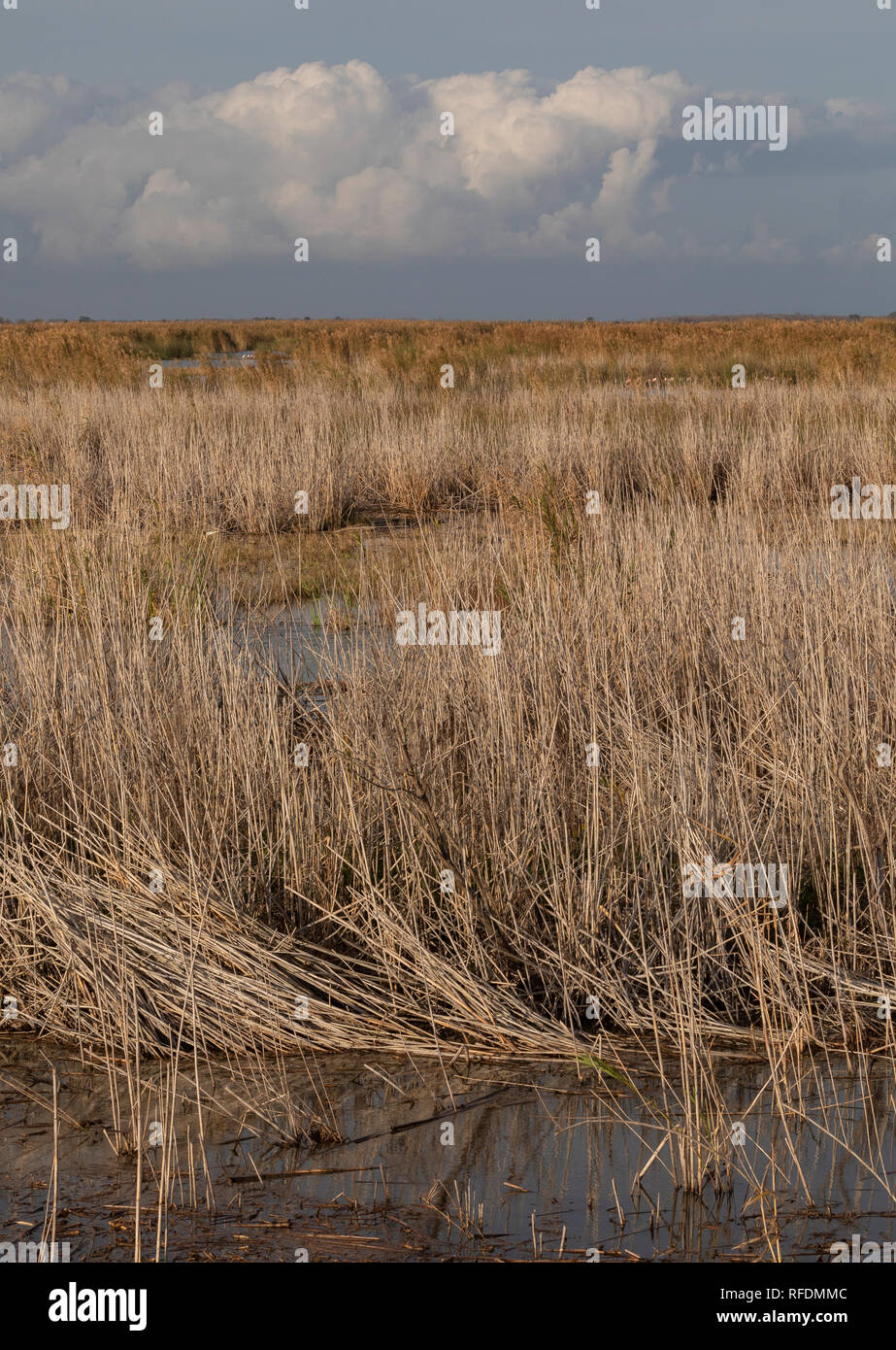 Reedbeds und Feuchtgebieten auf pochard Teich, Anahuac National Wildlife Refuge, South Texas. Stockfoto
