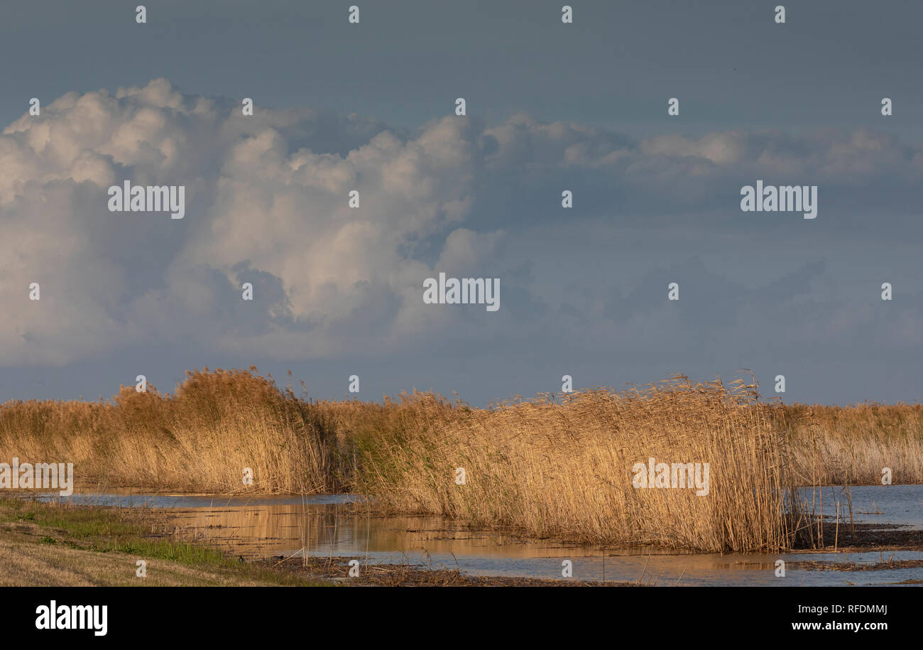 Reedbeds und Feuchtgebieten auf pochard Teich, Anahuac National Wildlife Refuge, South Texas. Stockfoto