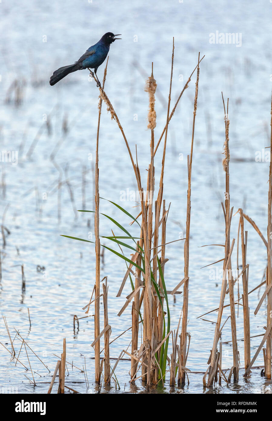 Gemeinsame, Quiscalus quiscula Grackle, auf cattail thront, im Winter Gefieder. Texas Küste. Stockfoto