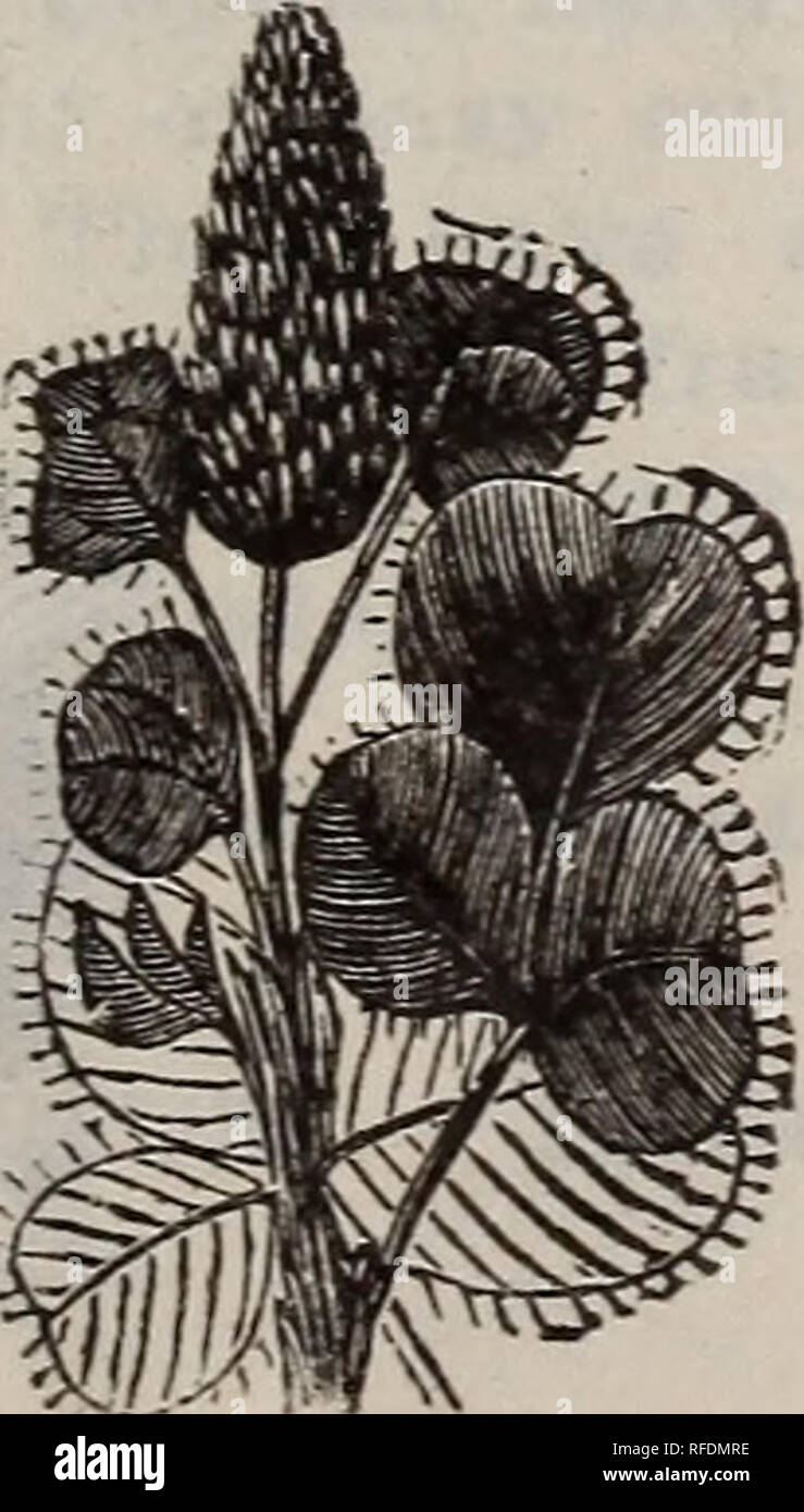 Illustrierte 1902 Katalog Samen Choicest Garten Und Bauernhof