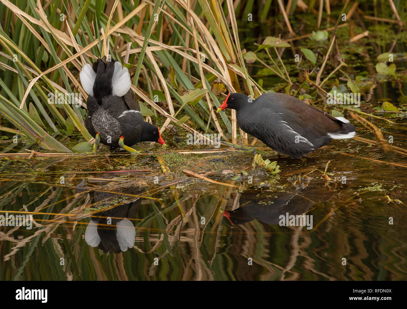 Paar Gemeinsame, gallinule Gallinula galeata, Brazos Bend State Park, Texas. Stockfoto