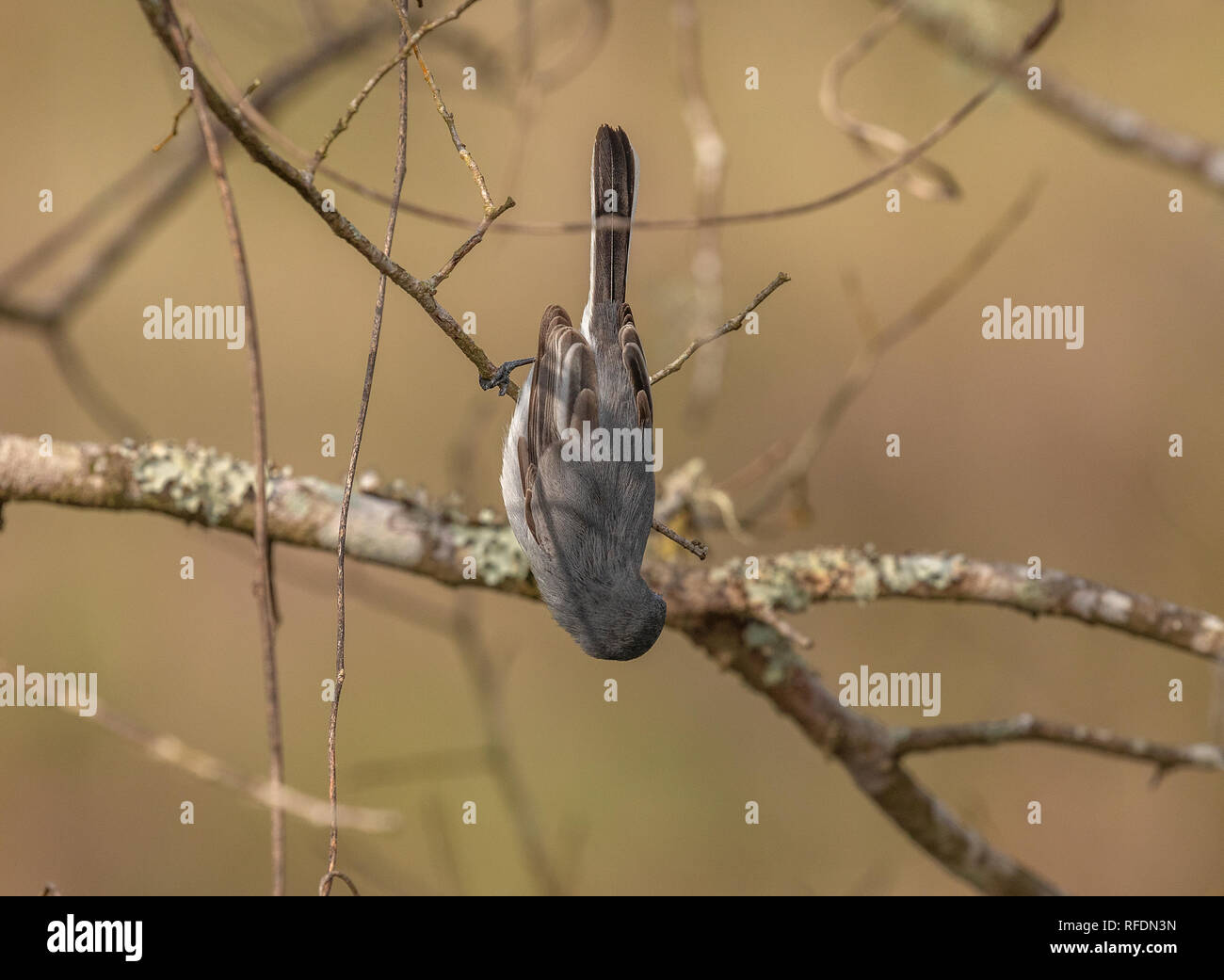 Blau-grau Gnatcatcher, Polioptila caerulea, Fütterung unter den Ästen, South Texas. Stockfoto