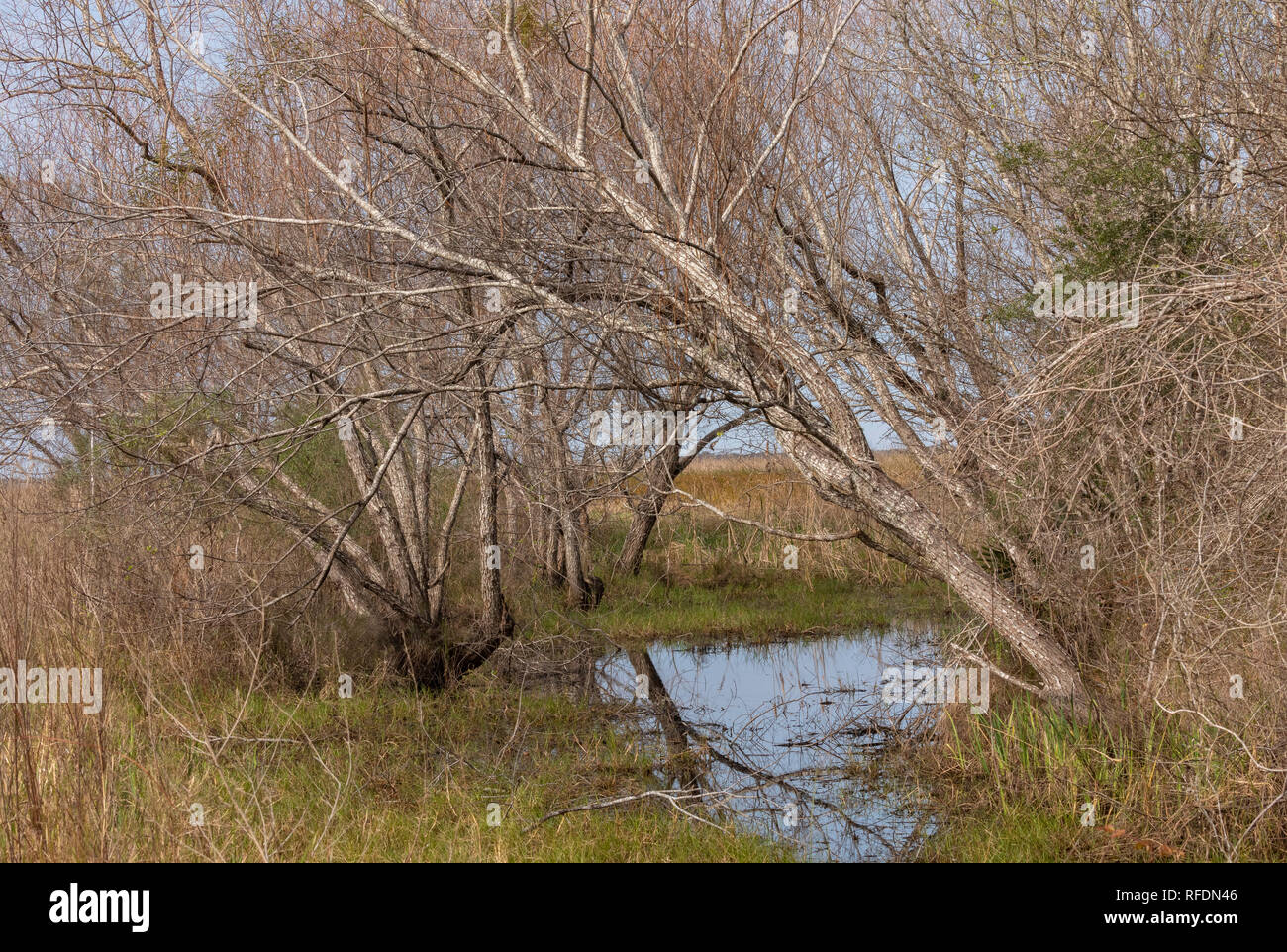 Schattige Teich im Winter in San Bernard National Wildlife Refuge, Texas. Stockfoto