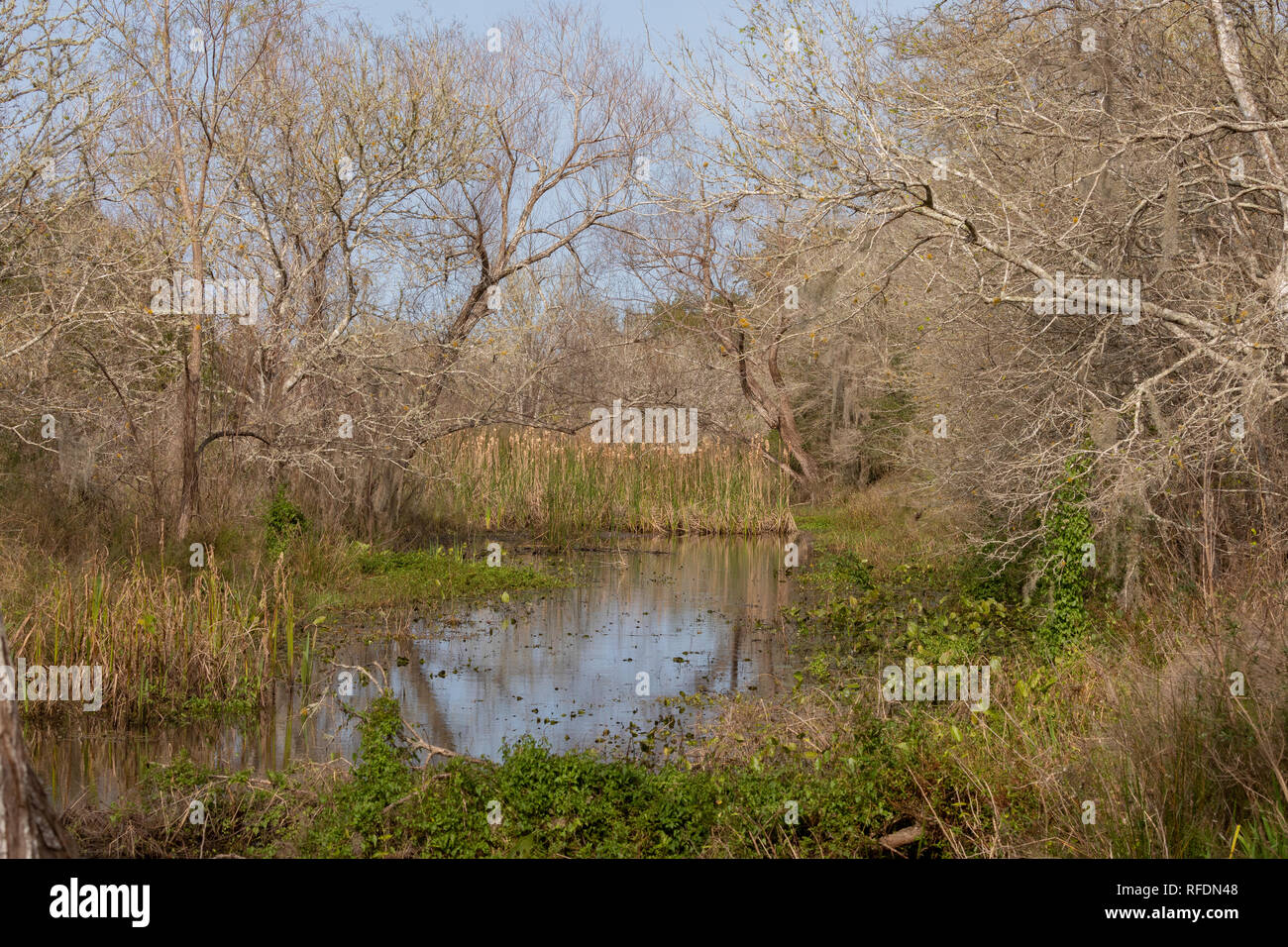 Schattige Teich im Winter in San Bernard National Wildlife Refuge, Texas. Stockfoto