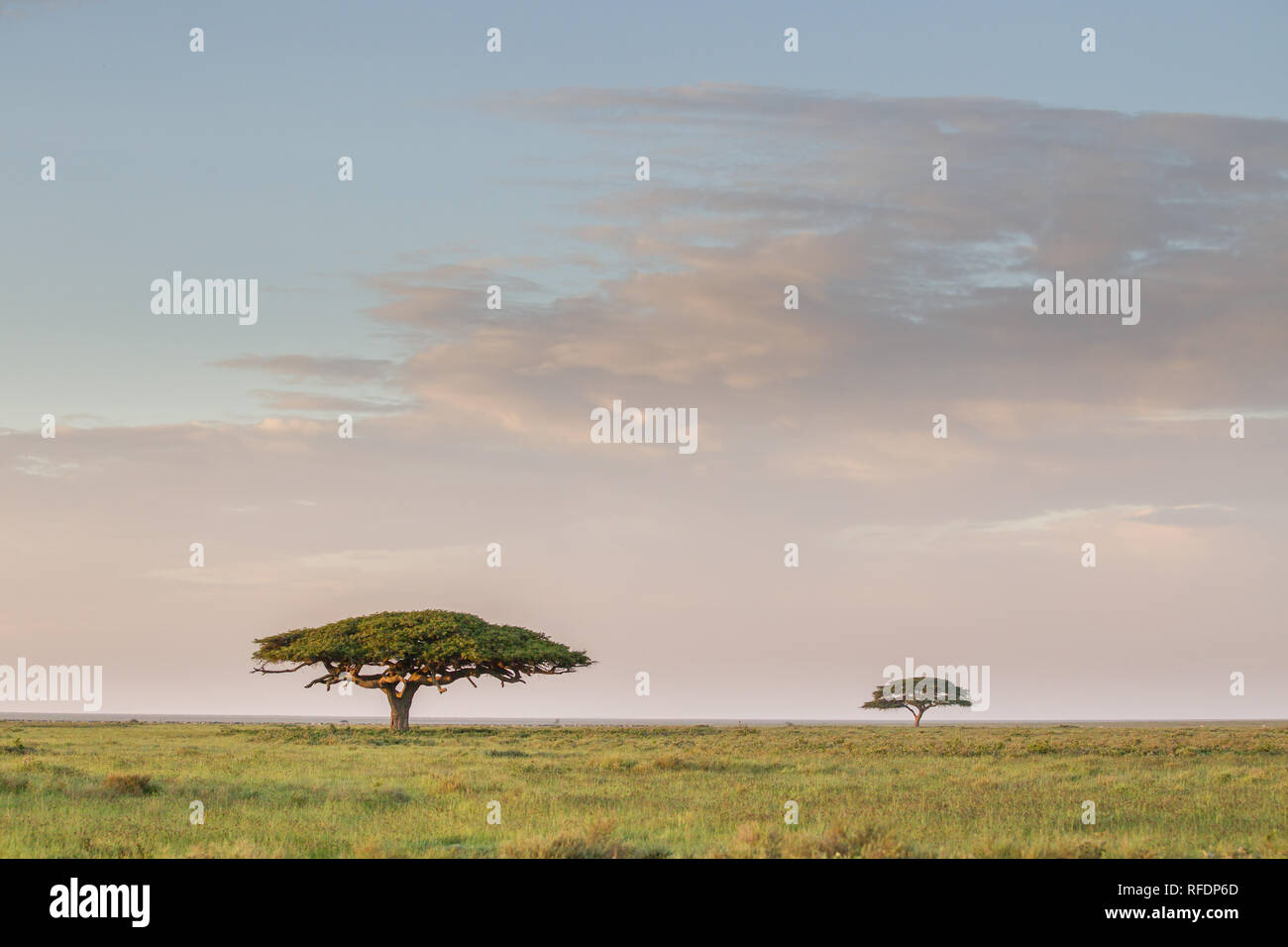 Kurzes Gras Ebenen der Serengeti National Park, der ndutu Region und Ngorongoro Crater Conservation Area, Tansania zeichnen die große Wanderung. Stockfoto