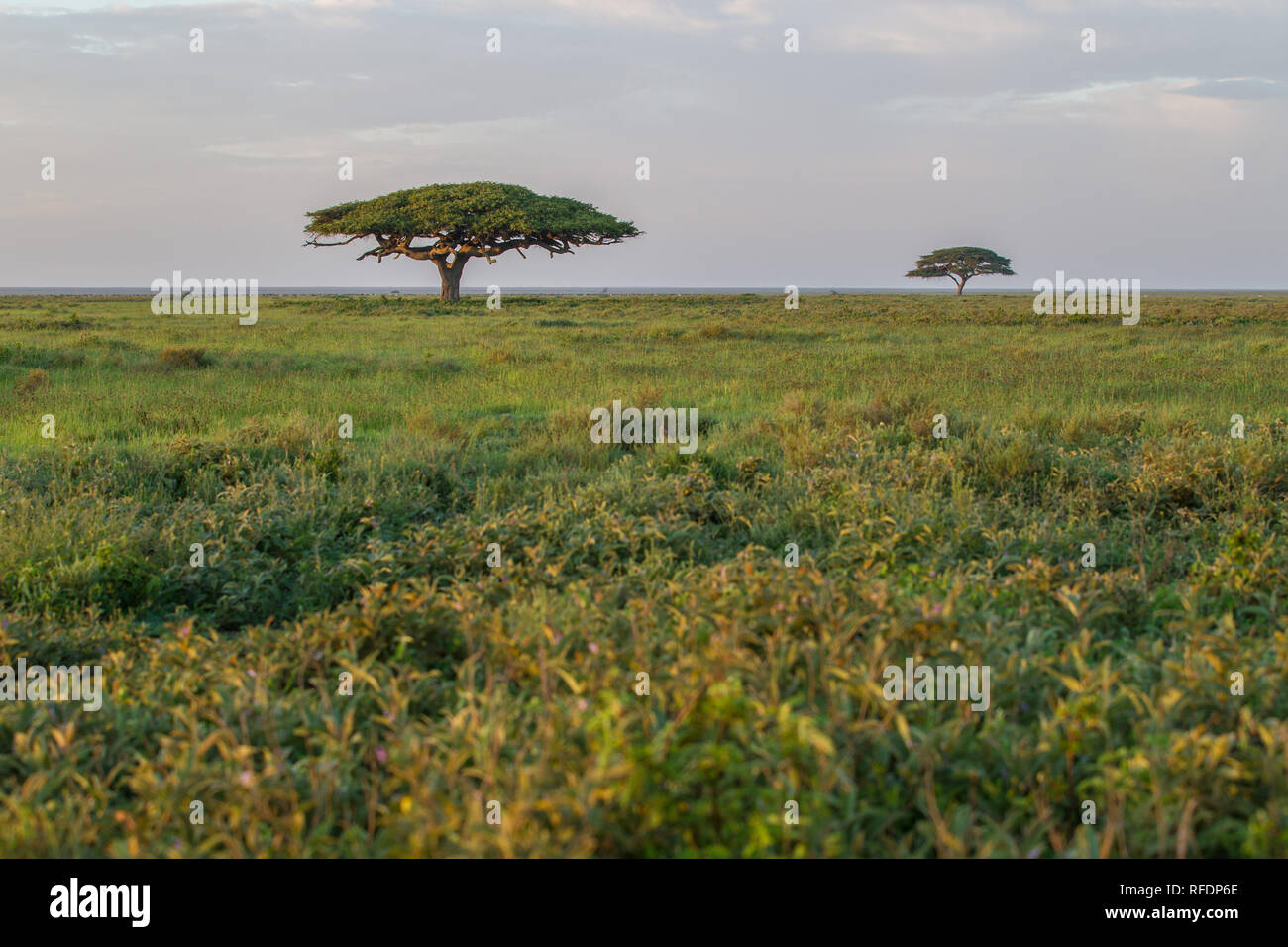 Kurzes Gras Ebenen der Serengeti National Park, der ndutu Region und Ngorongoro Crater Conservation Area, Tansania zeichnen die große Wanderung. Stockfoto
