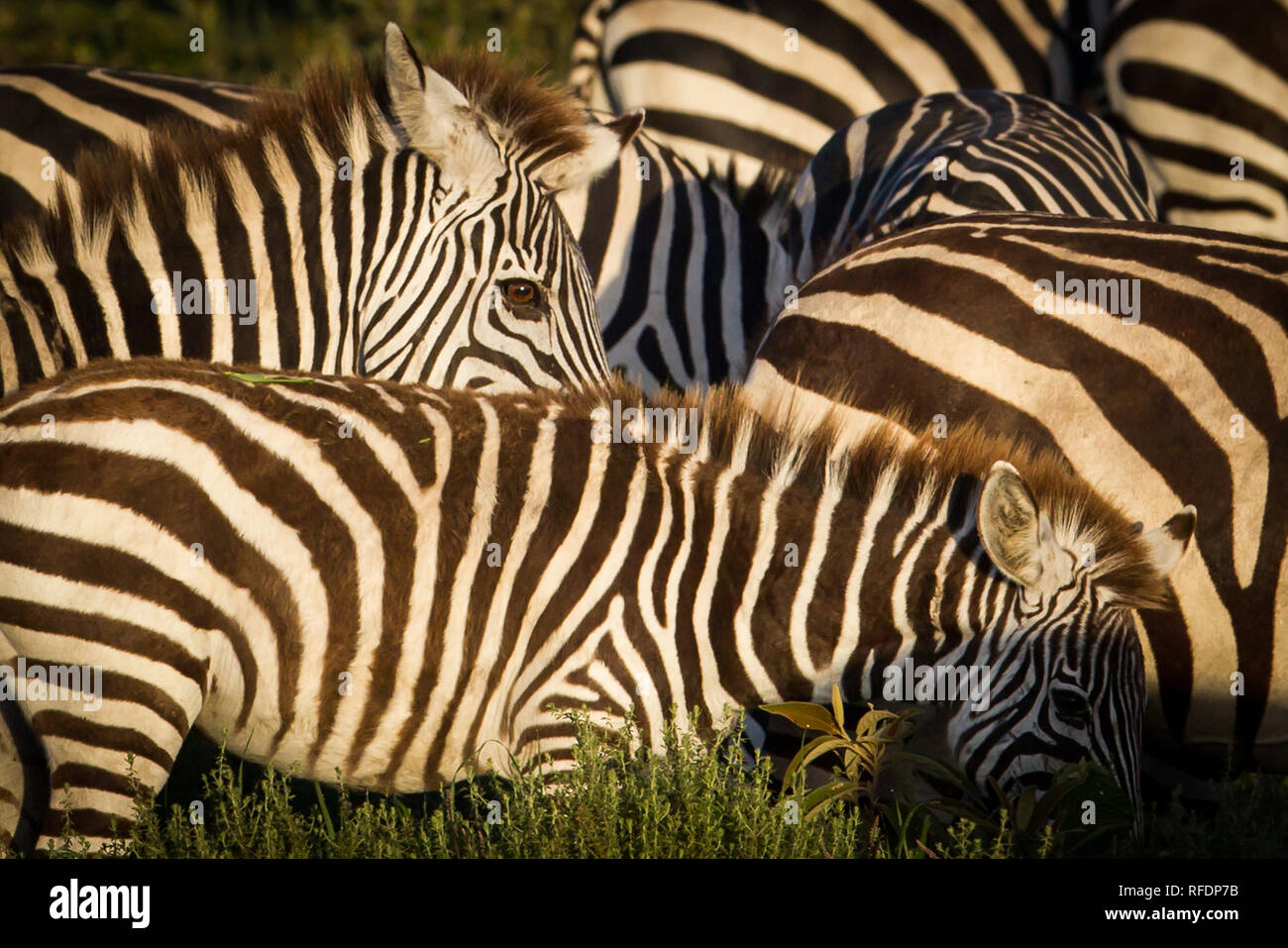 Kurzes Gras Ebenen der Serengeti National Park, der ndutu Region und Ngorongoro Crater Conservation Area, Tansania zeichnen die große Wanderung. Stockfoto