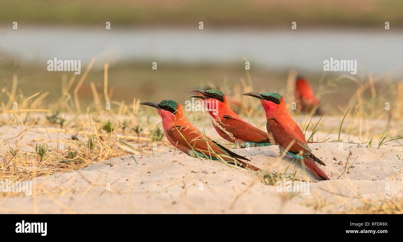 Südliche carmine Bienenfresser (Merops nubicoides) Verschachtelung auf ebenem Boden durch den Chobe River in Namibia. Diese Vögel ihre Nester Graben im Sand auf Stockfoto