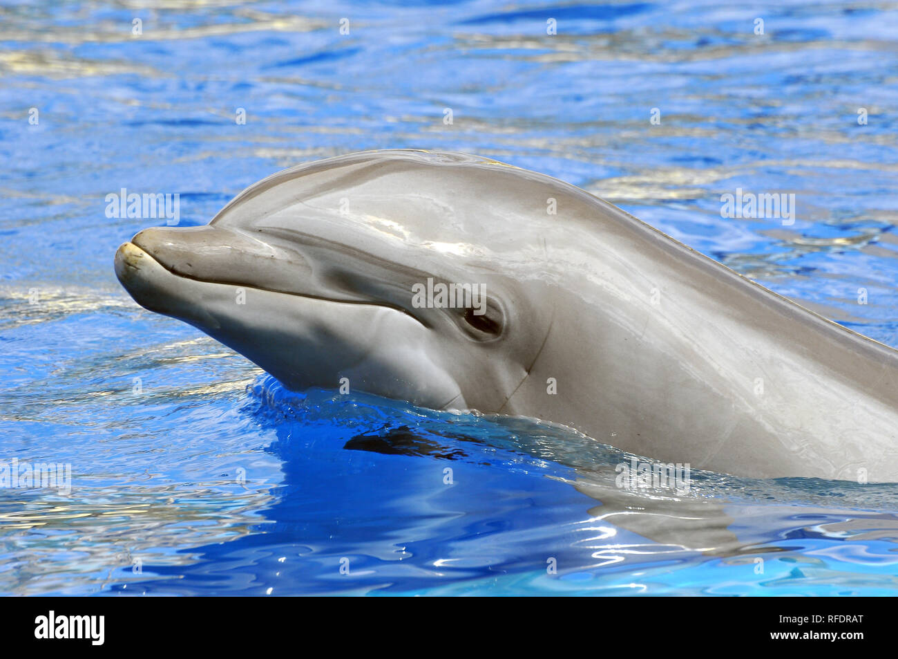 Gemeinsame große Tümmler, Atlantic bottlenose Dolphin, Große Tümmler, Tursiops truncatus palackorrú Delfin, Stockfoto
