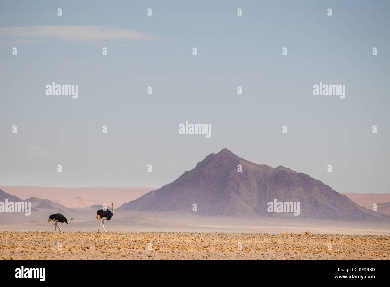 Die jenseitigen Dünen und Wüste Landschaften Namib-Naukluft-Nationalpark machen einen schönen Tagesausflug von Sesriem Camp am Rande der Namib Stockfoto