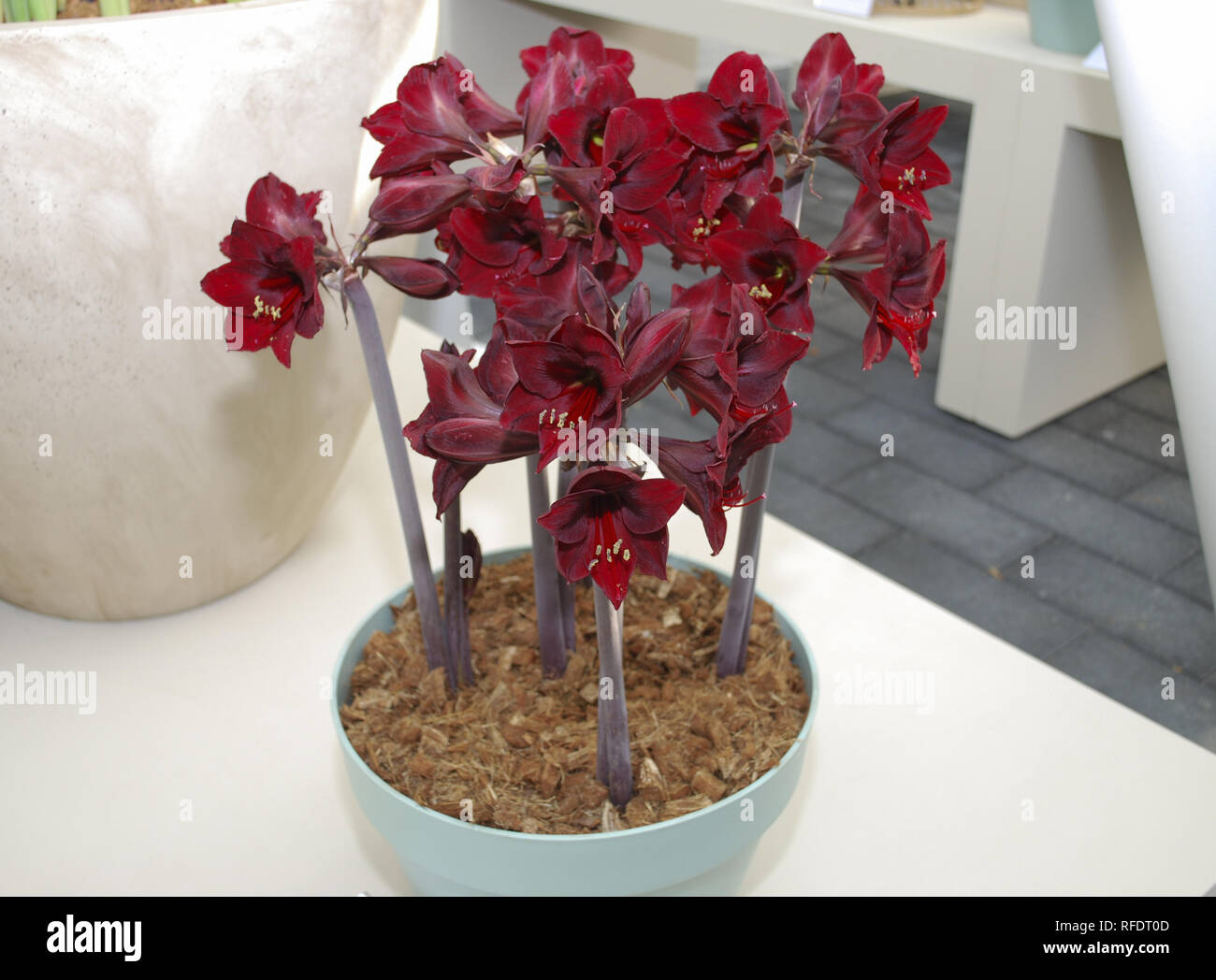 Carramba Sonatini'' große rote Blumen im Topf gewachsen. Stockfoto