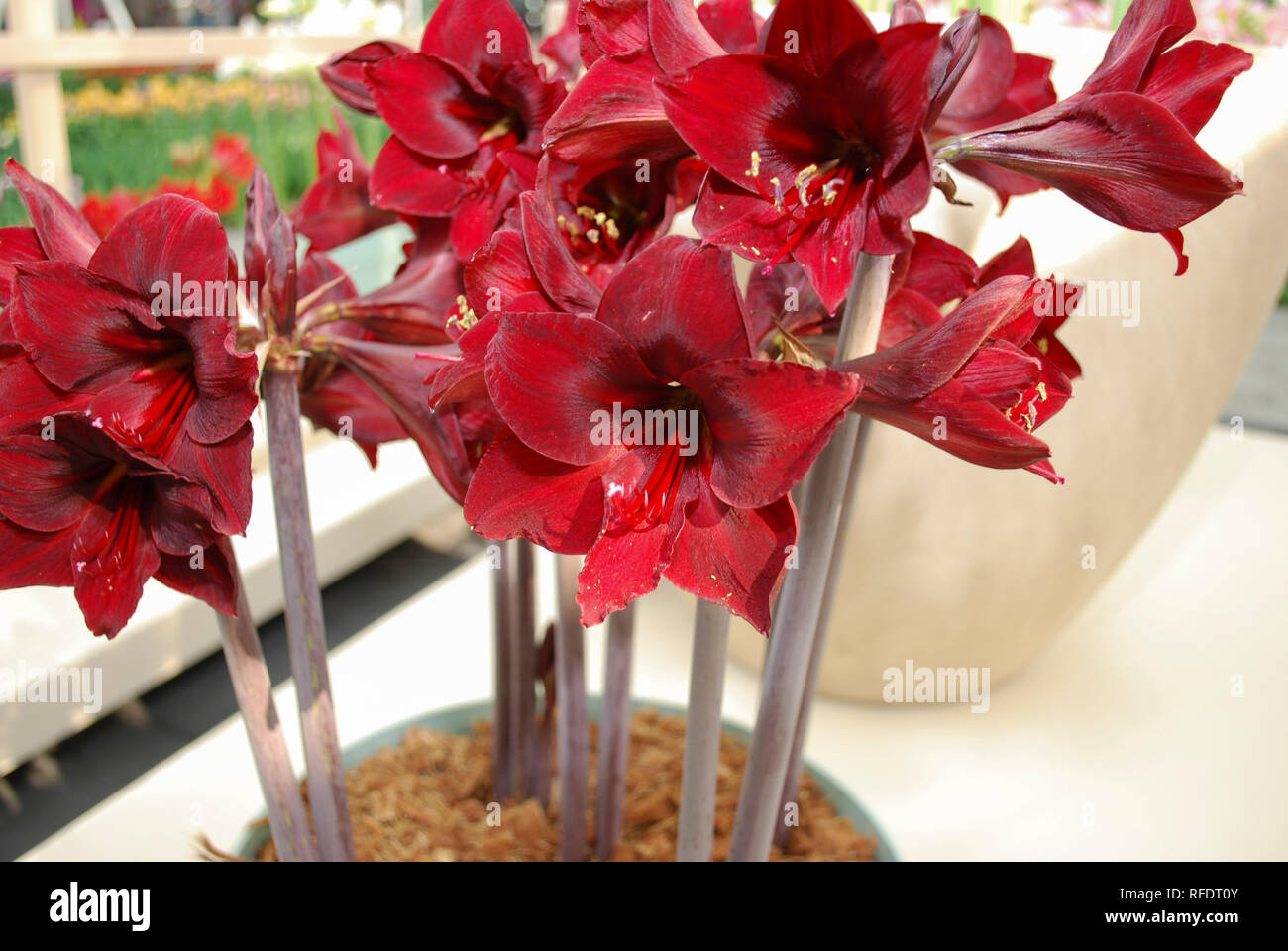 Carramba Sonatini'' große rote Blumen im Topf gewachsen. Stockfoto