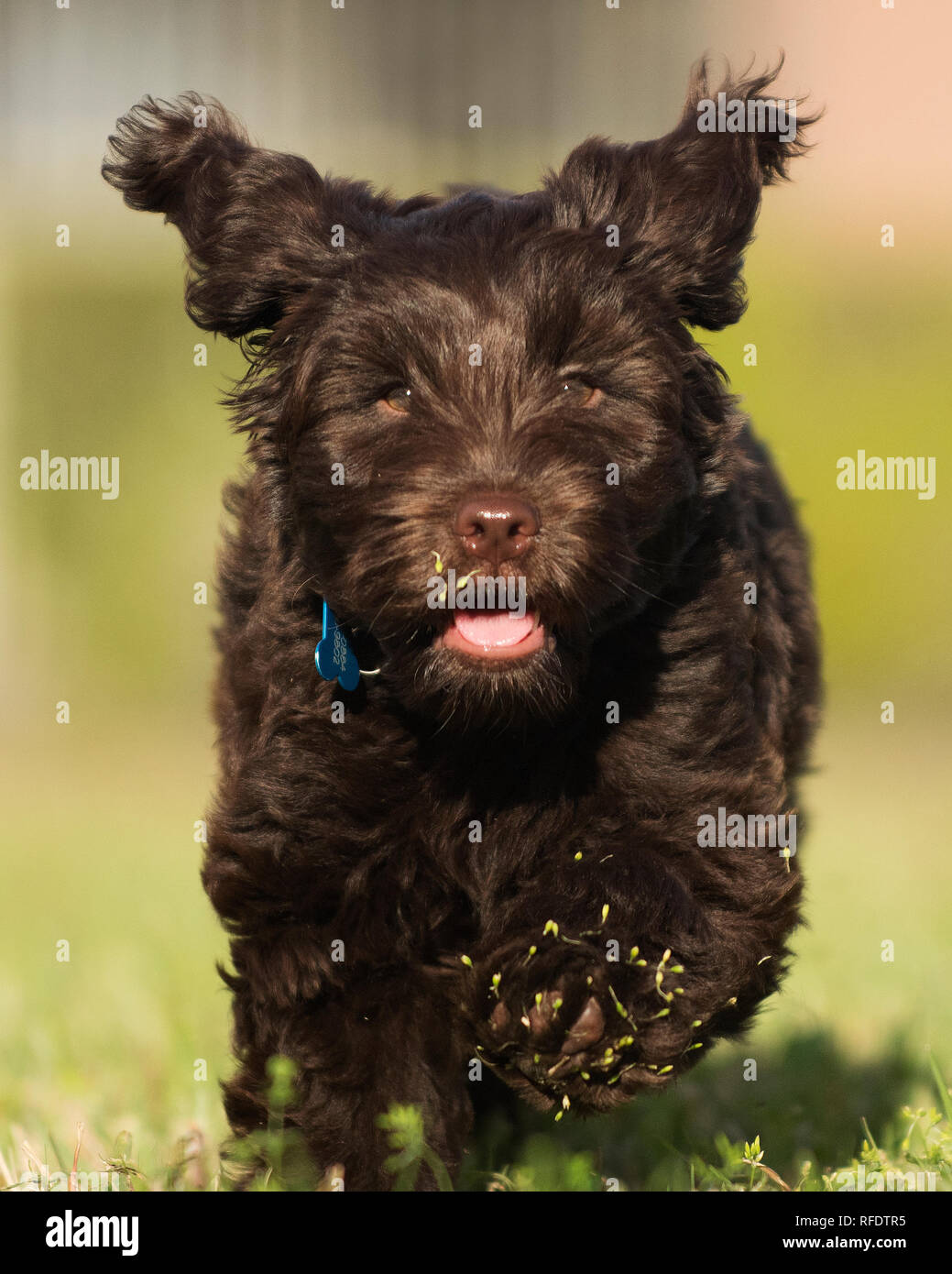 Australian Labradoodle Puppy Stockfotos Und Bilder Kaufen Alamy