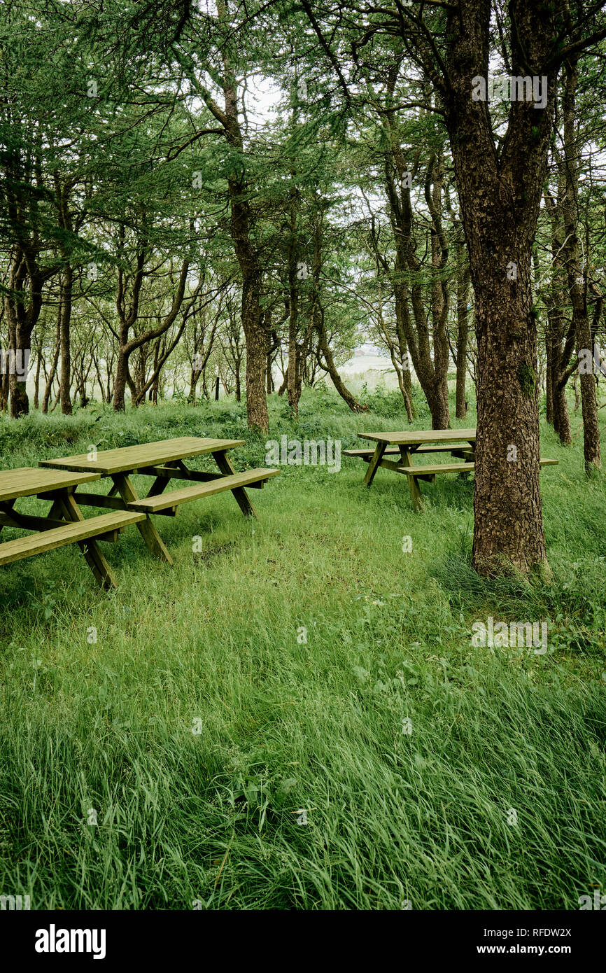 Leere Holz- Tischen in einem Waldgebiet. Stockfoto