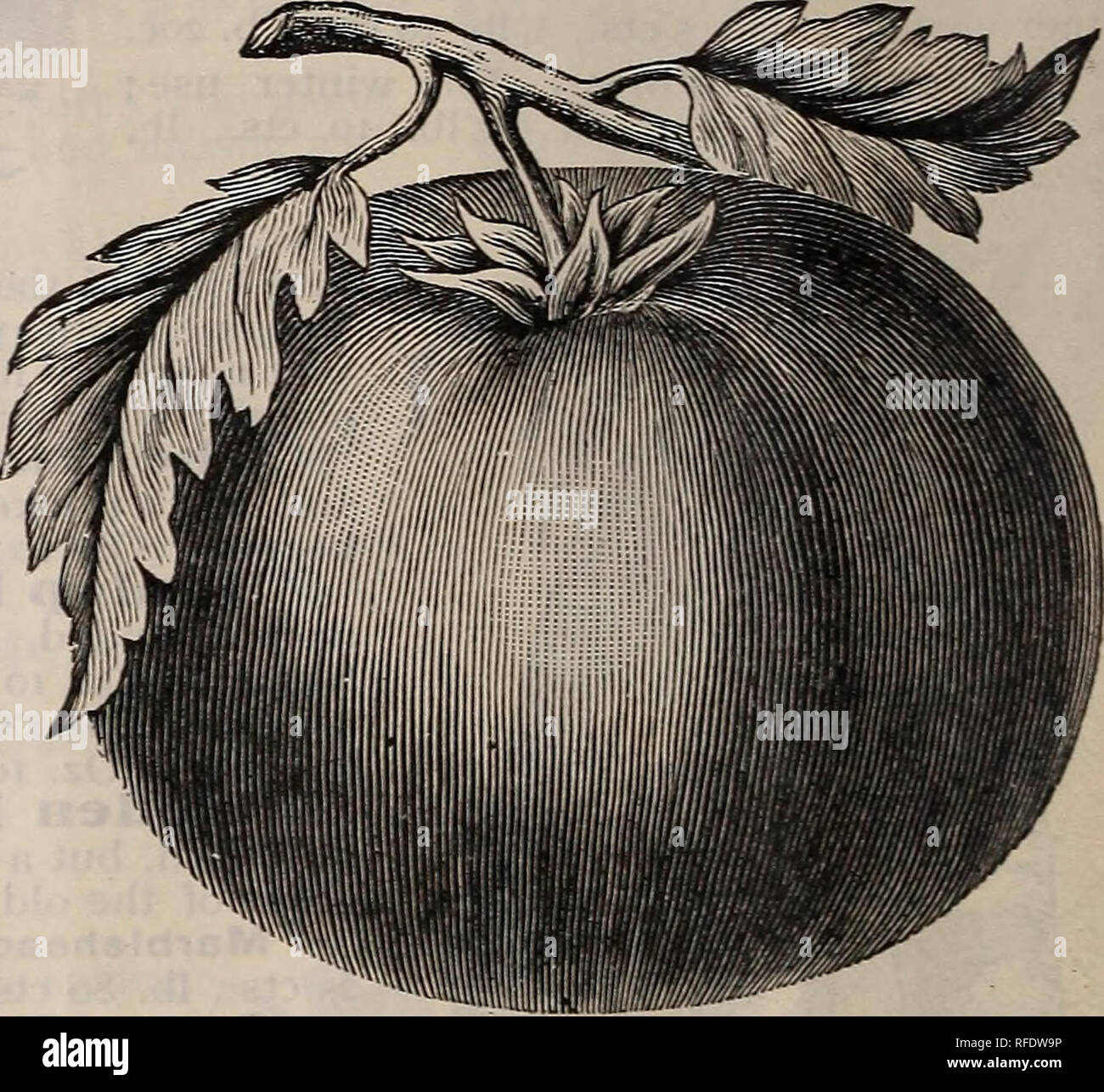 . Samen und implementiert. Baumschulen Rhode Island Providence Kataloge; Gemüse; Blumen Samen Samen Kataloge Kataloge; landwirtschaftliche Arbeitsgeräte Kataloge. Tomaten cmtd Zwerg Meister Tomate. (StebeSctyfel) für frühe Verwendung, sow im Februar oder März in eine Brutstätte oder in Kästen und Töpfe in der warmen Fenster gesetzt und die Keimung und das Wachstum der Pflanzen beschleunigen durch gute Pflege und häufige Bewässerung. Wenn die Sämlinge sind ca. 3 cm hoch, sie in Töpfe oder in Zeilen 4 oder 5 Zoll auseinander, um die Temperatur bei etwa 6°. Anschließende transplantings wird Sie verzweigen und untersetzt, Bu Stockfoto