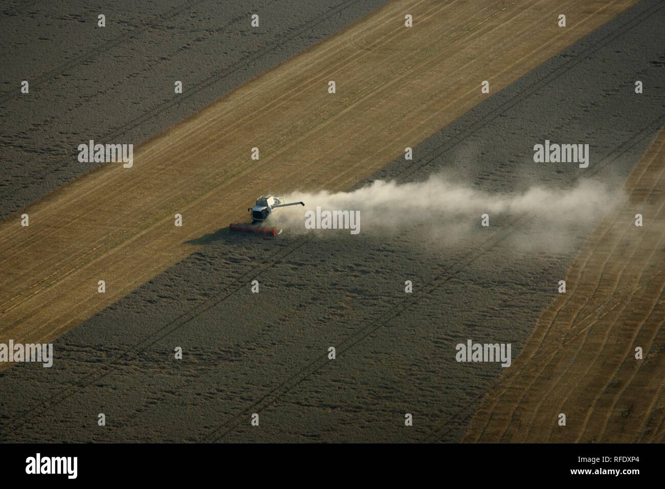 Mähdrescher auf Maisfeld, Luftaufnahme, Soest, Nordrhein-Westfalen, Deutschland Stockfoto