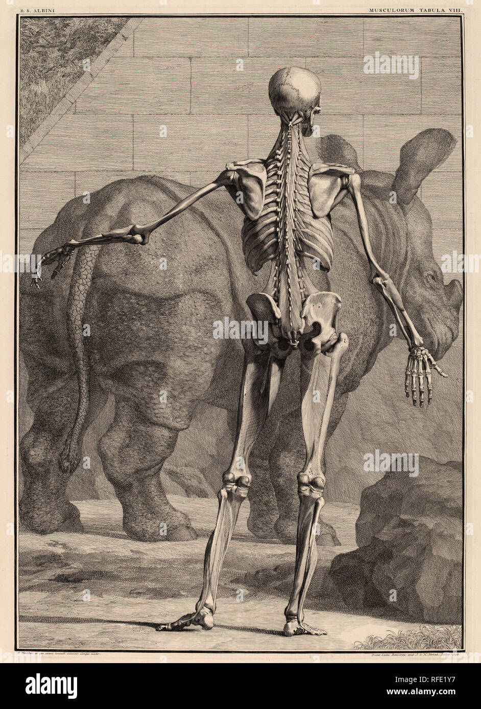 Musculorum Tabula VIII. Stand: 1742. Abmessungen: Platte: 56,2 x 40,2 cm (22 1/8 x 15 13/16 in.) Blatt: 65,1 x 46,7 cm (25 5/8 x 18 3/8 in.). Medium: Gravur auf Bütten mit begleitenden Blatt der beschreibenden Text aus der später englischen Ausgabe. Museum: Nationalgalerie, Washington DC. Autor: Jan Wandelaar. Stockfoto