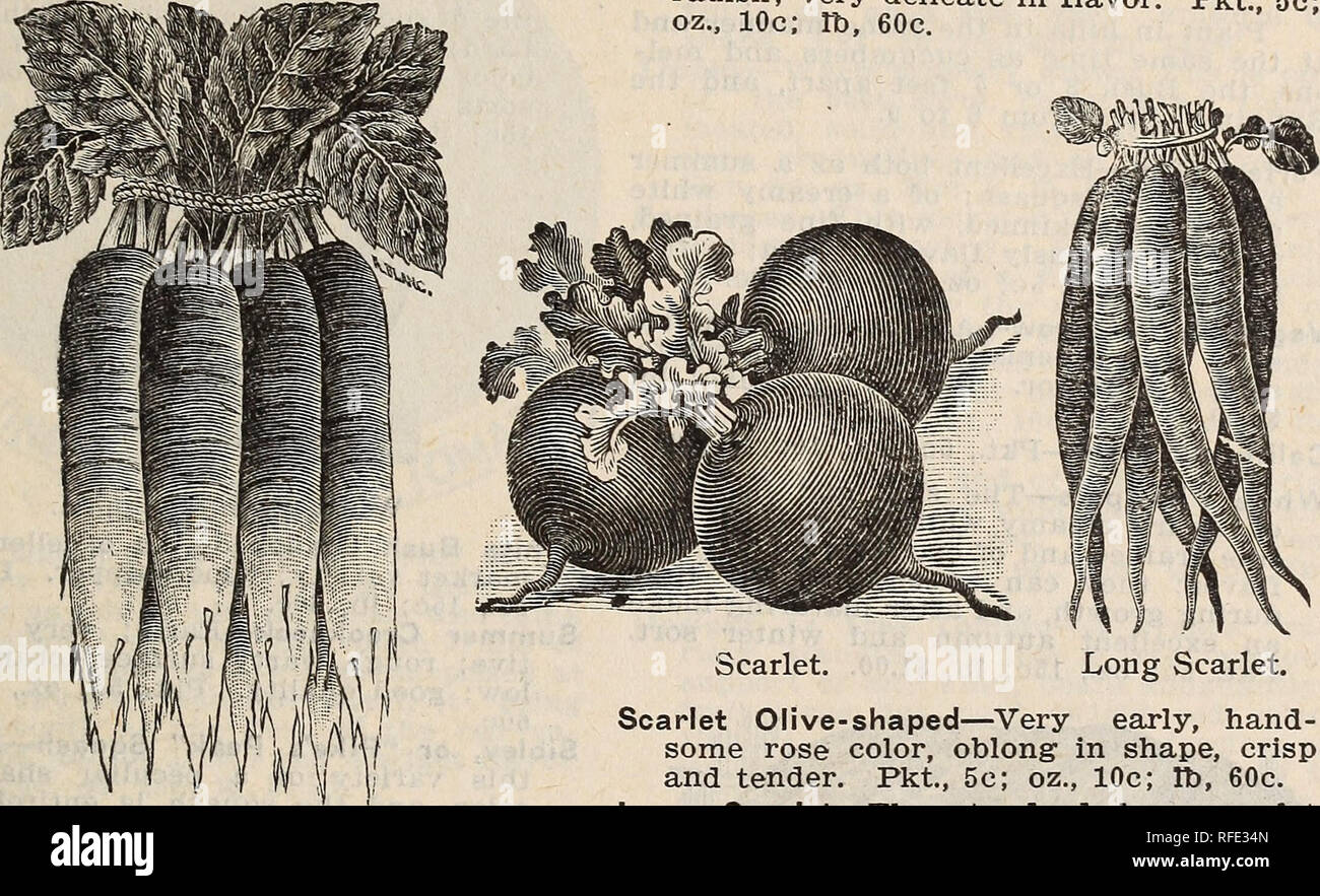 . Pacific Seed Company 1902. Baumschulen Kalifornien Sacramento Kataloge; Gemüse Samen Samen Kataloge Kataloge; Blumen; Pflanzen, Zierpflanzen Kataloge. PACIFIC SEED CO. KATALOG DER SAMEN. 19 Radieschen. Eine Unze wird Sau 100 Fuß bohren. Im Frühjahr Säen, Bohrer ein Zoll tief und einen Fuß auseinander, so früh wie der Boden kann bearbeitet werden, und alle zwei Wochen danach, während der Saison erlaubt, und dünn bis 3 Zoll auseinander. Eine warme, sandiger Lehm, reich und lig-ht von einigen guten, starken - Gülle, am besten passt. Französisches Frühstück - eine schnell wachsende va-riety, und eine der besten Für die frühe Treiberei; es ist von Eizellen Stockfoto