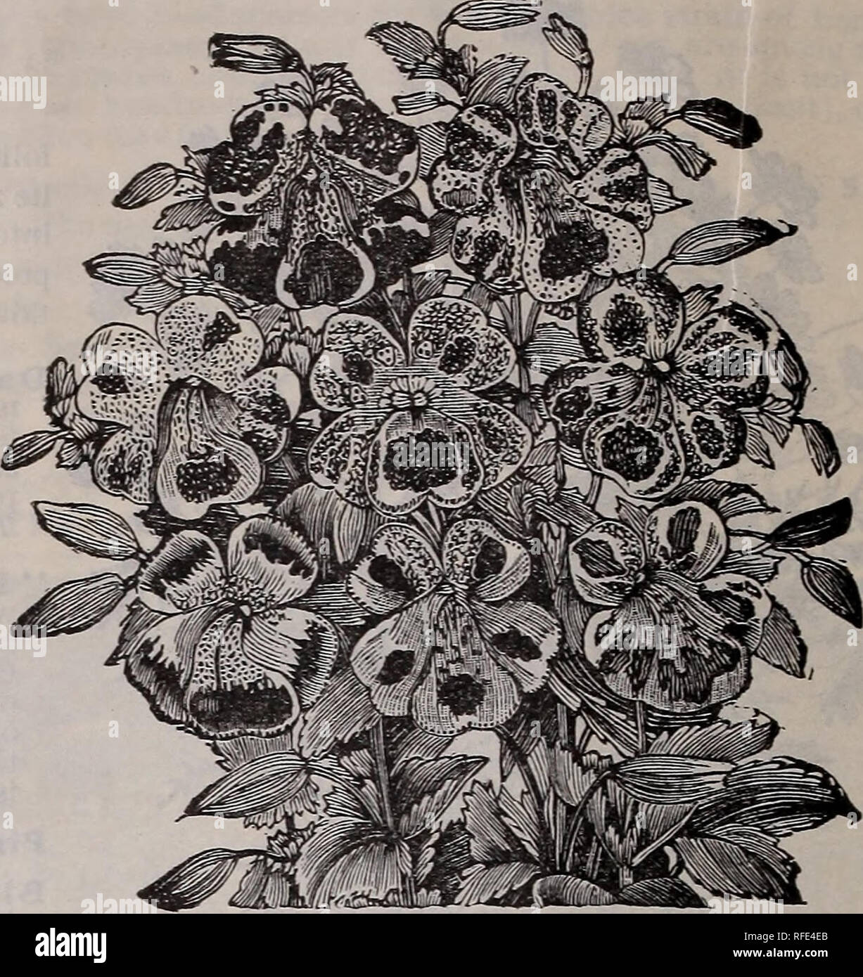 Garten Jahresbericht 1902 Baumschulen New York State Kataloge Kataloge Blumen Pflanzen Zierpflanzen Kataloge Leuchtmittel Pflanzen Kataloge Euphorbia Painted Lady Hetrophylla Pflanzen Wachsen Von 3 Bis 4 Fuss Und Uber Mittsommer Eine