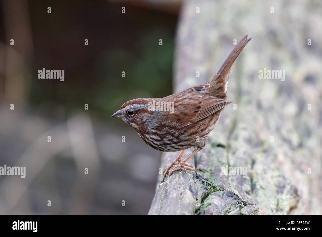 Song sparrow Vogel bei Vancouver BC Kanada Stockfoto