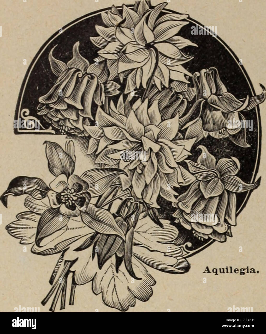 . McCullough same Katalog und die Laienhaften guide. Baumschulen Ohio Cincinnati Kataloge; Gemüse Samen Kataloge Kataloge; Blumen; Pflanzen, Zierpflanzen Kataloge; Gräser, Samen Kataloge; Gartengeräte und Zubehör Kataloge. 36 J. M. McCULLOUGH'S SÖHNE, CINCINNATI, O.. Aquilegia. AQUJJLrli? 0 - XA-CColumoine.; Beliebte kostenlose - blühende Pflanzen, blühende ausgiebig durch den Frühling und Frühsommer und Der einfachste Anbau. Winterharte Staude 1 bis 2 Fuß. 'Pro PCK. 39 Alba Flore Plena. Weiss; Füße 5c 40 Kalifornien Hybrida. Großen, gelben Blüten mit dunklen orange Sporne&gt; 10 c 41 Chrysa Stockfoto