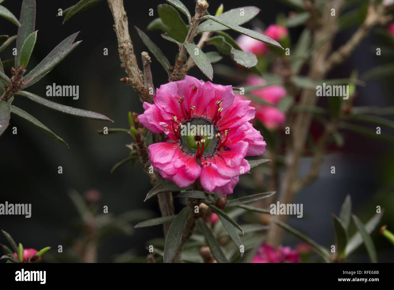 Rosa Manuka Blumen für Manuka Honig Stockfoto