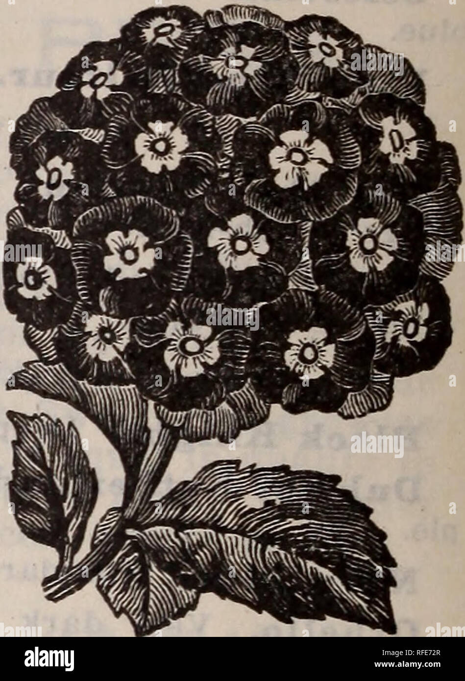 Illustrierte 1902 Katalog Samen Choicest Garten Und Bauernhof