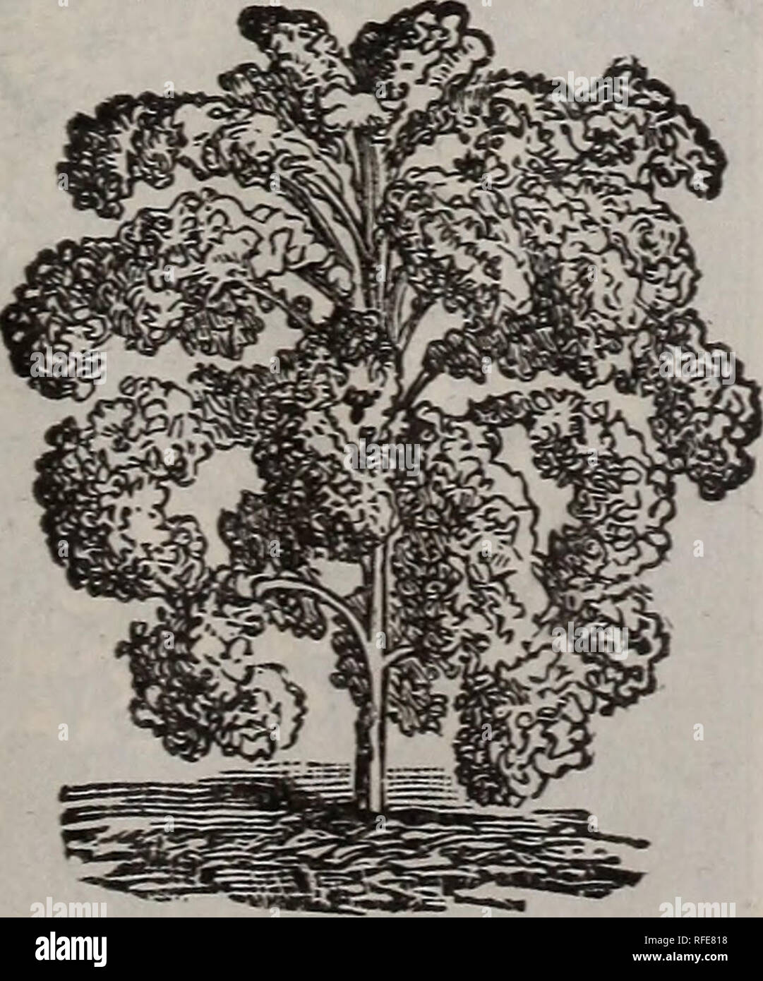 Illustrierte 1902 Katalog Samen Choicest Garten Und Bauernhof