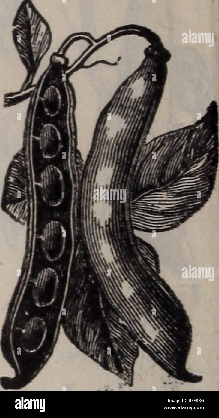 Illustrierte 1902 Katalog Samen Choicest Garten Und Bauernhof